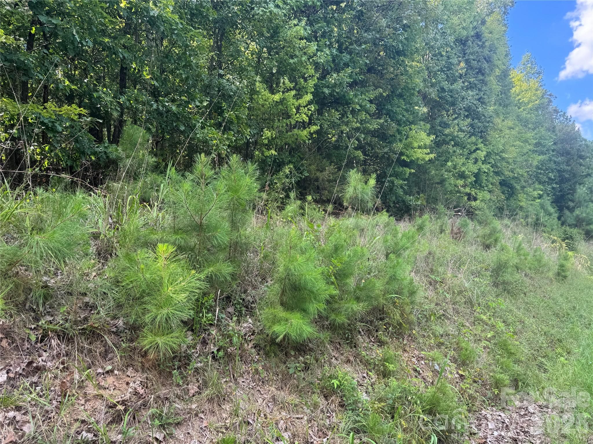 Acreage at 7.5 Acres Old Camden Monroe Highway, Lancaster, photo 5 of 5