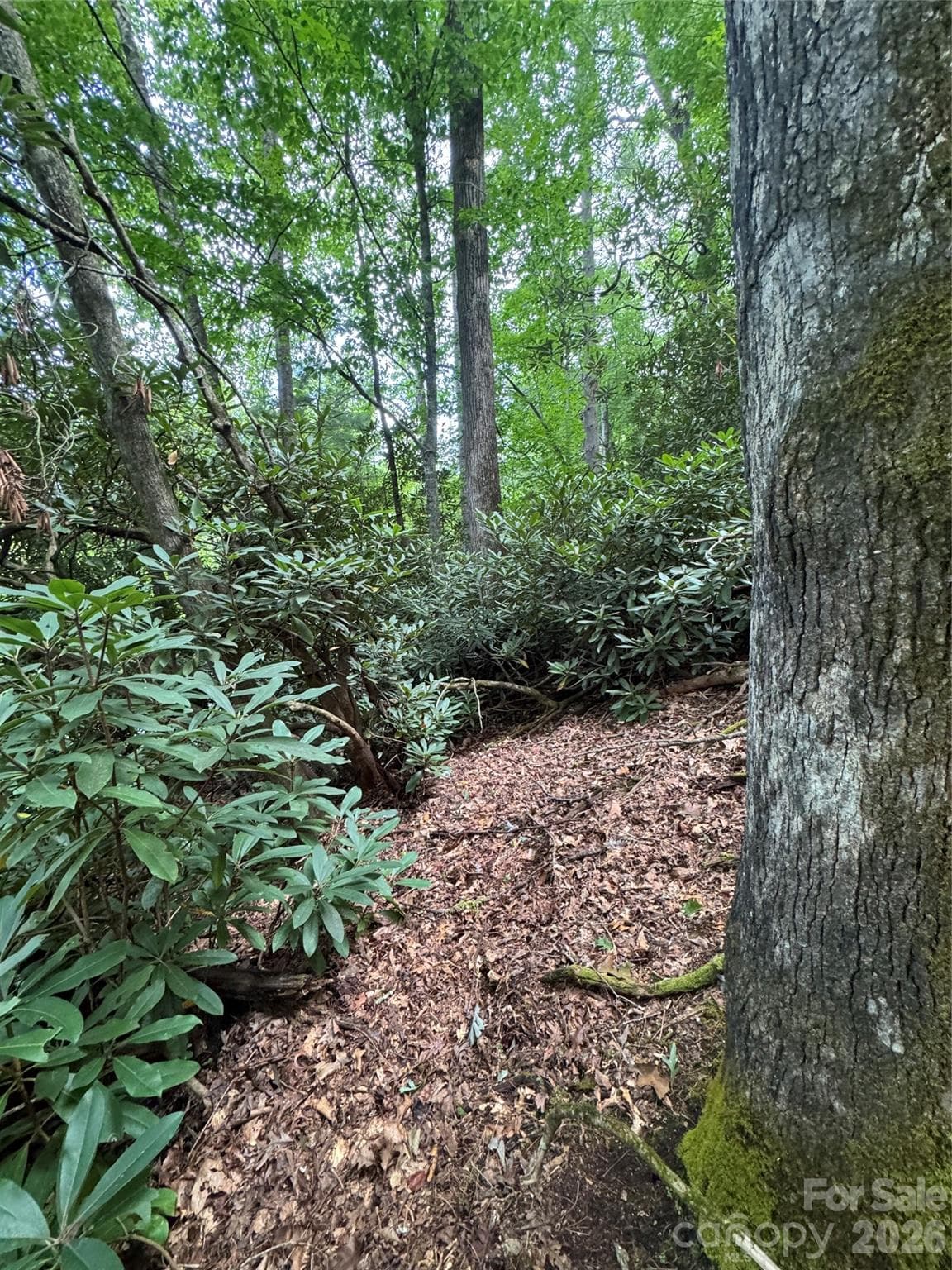 Acreage at 000 Wilson Road, Pisgah Forest, photo 7 of 41