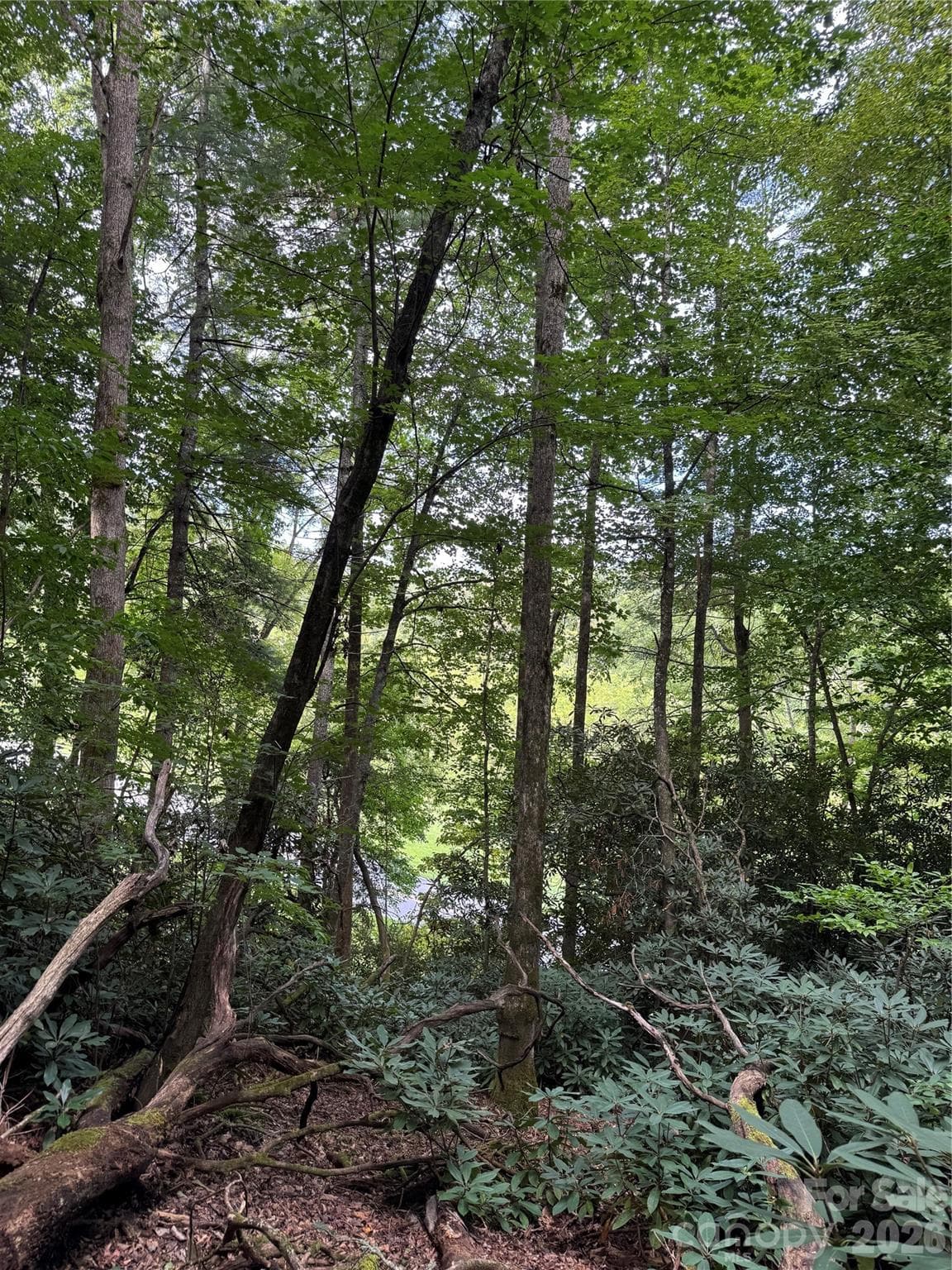 View across Wilson Rd looking at French Broad River. - 000 Wilson Road, Pisgah Forest