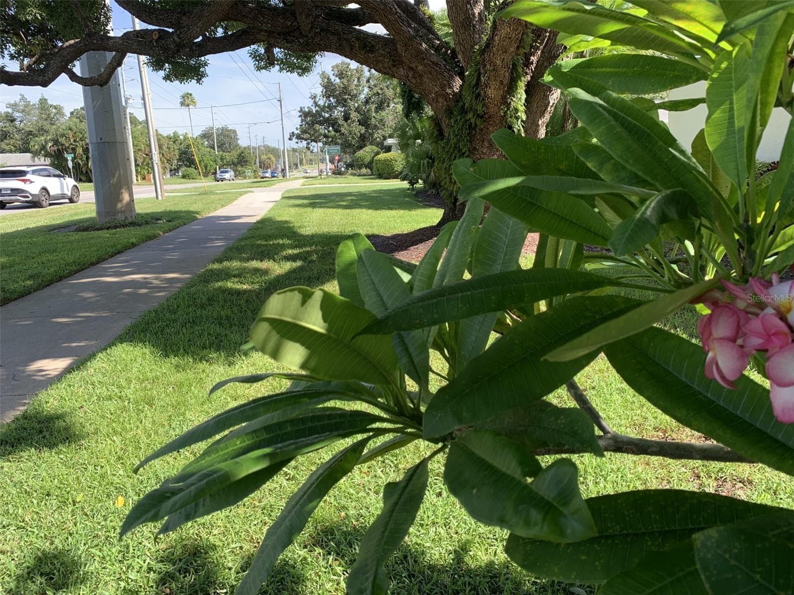Beautiful landscaped grounds - 1655 S HIGHLAND AVE #I379, CLEARWATER