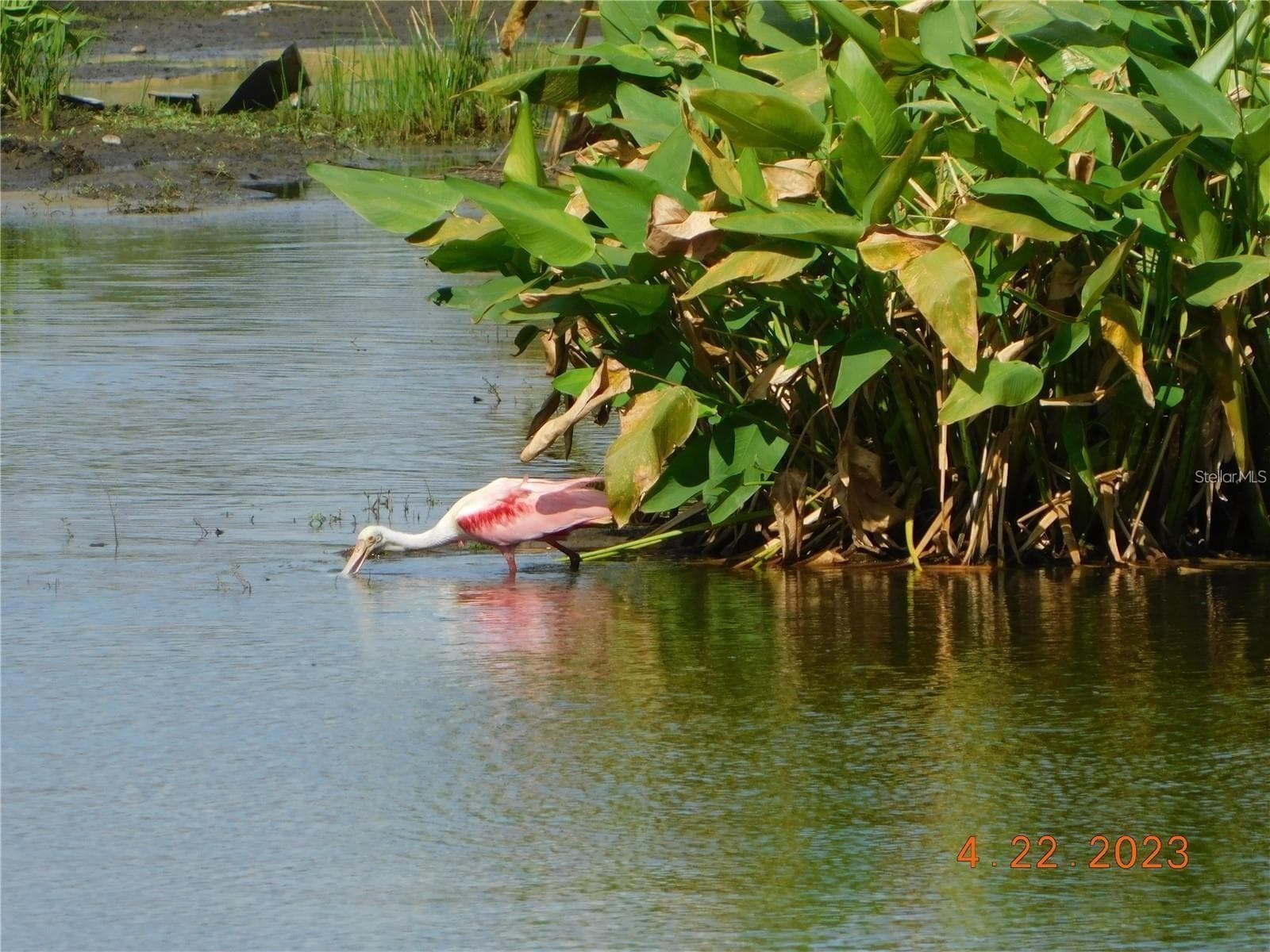 one of the numerous species of nesting birds - 25545 HERITAGE LAKE BLVD #21, PUNTA GORDA
