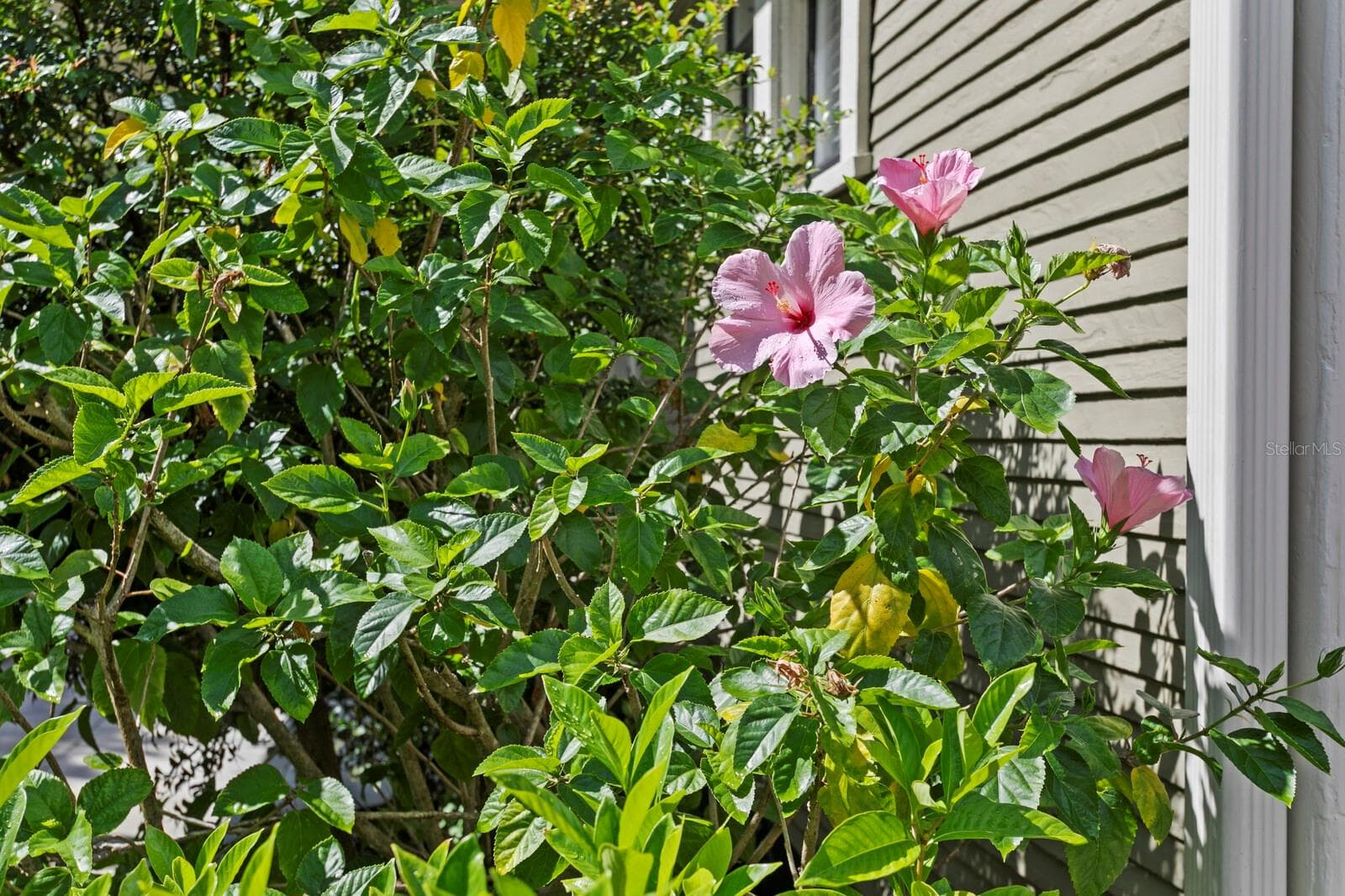 MATURE FOILAGE - 705 W WEST ST, TAMPA