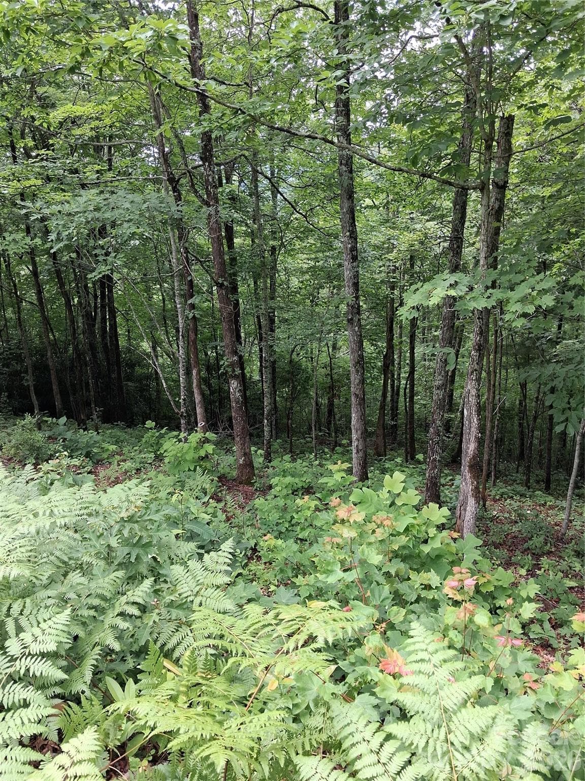 Lot 47, mid to late summer - TBD Preservation Trail, Sylva