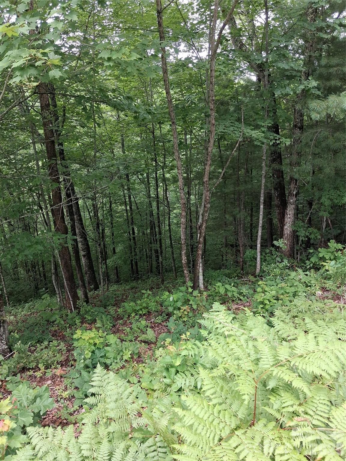 Lot 47, mid to late summer - TBD Preservation Trail, Sylva