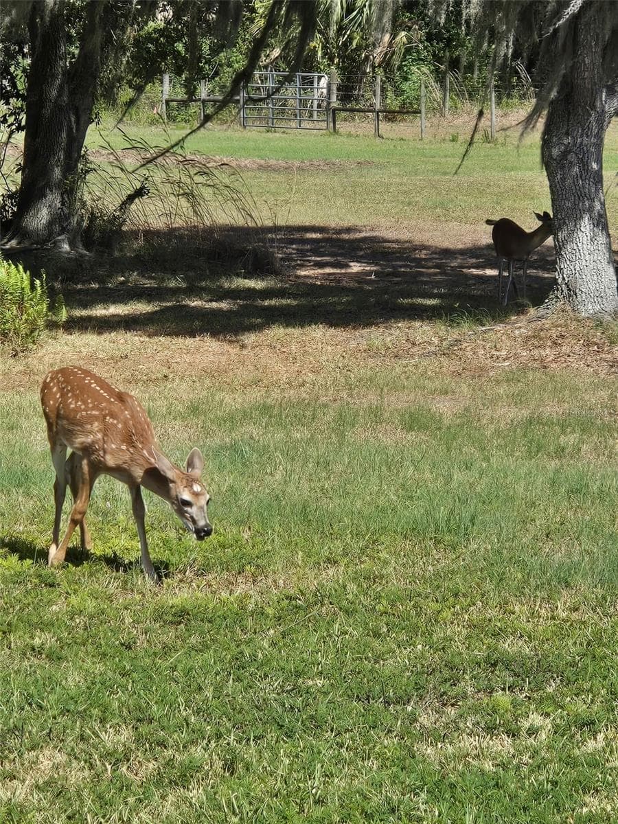 Plenty of Wildlife0 - 15190 LEEANN RD, SARASOTA