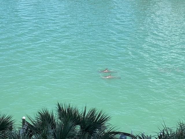 balcony dolphin watching - 9495 BLIND PASS RD #504, ST PETE BEACH