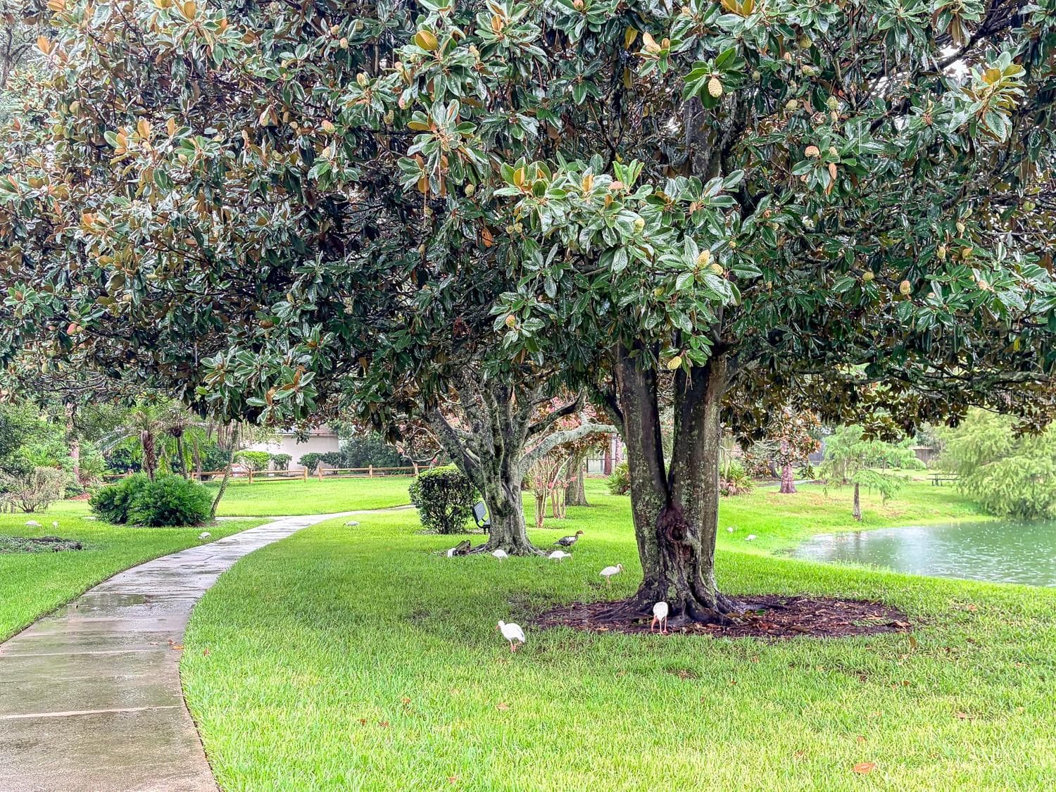 Single Family Residence at 116 BEAUFORT DR, LONGWOOD, photo 51 of 54
