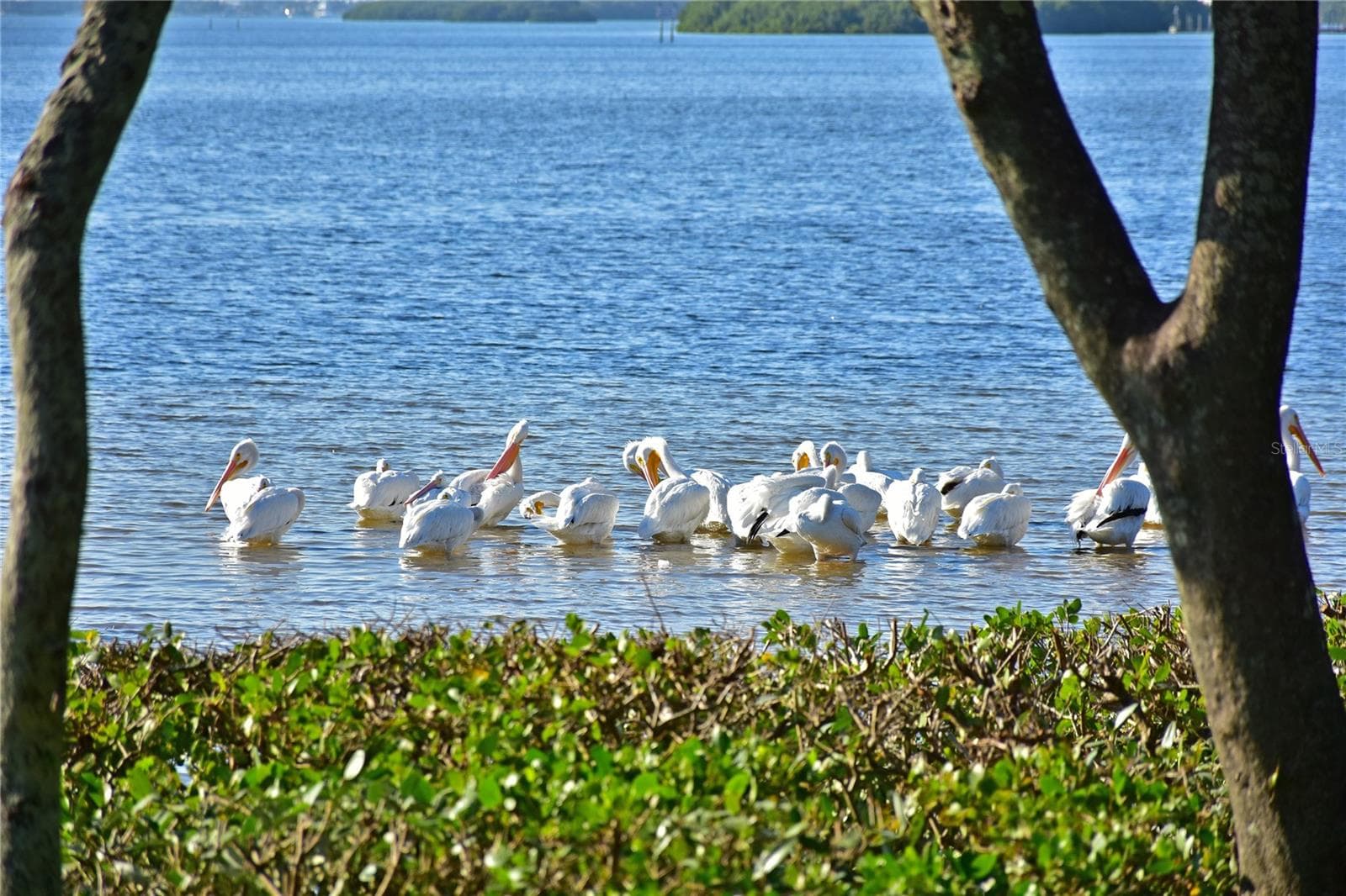 Mt Vernon white pelicans - 9411 CONCORD CIR, BRADENTON