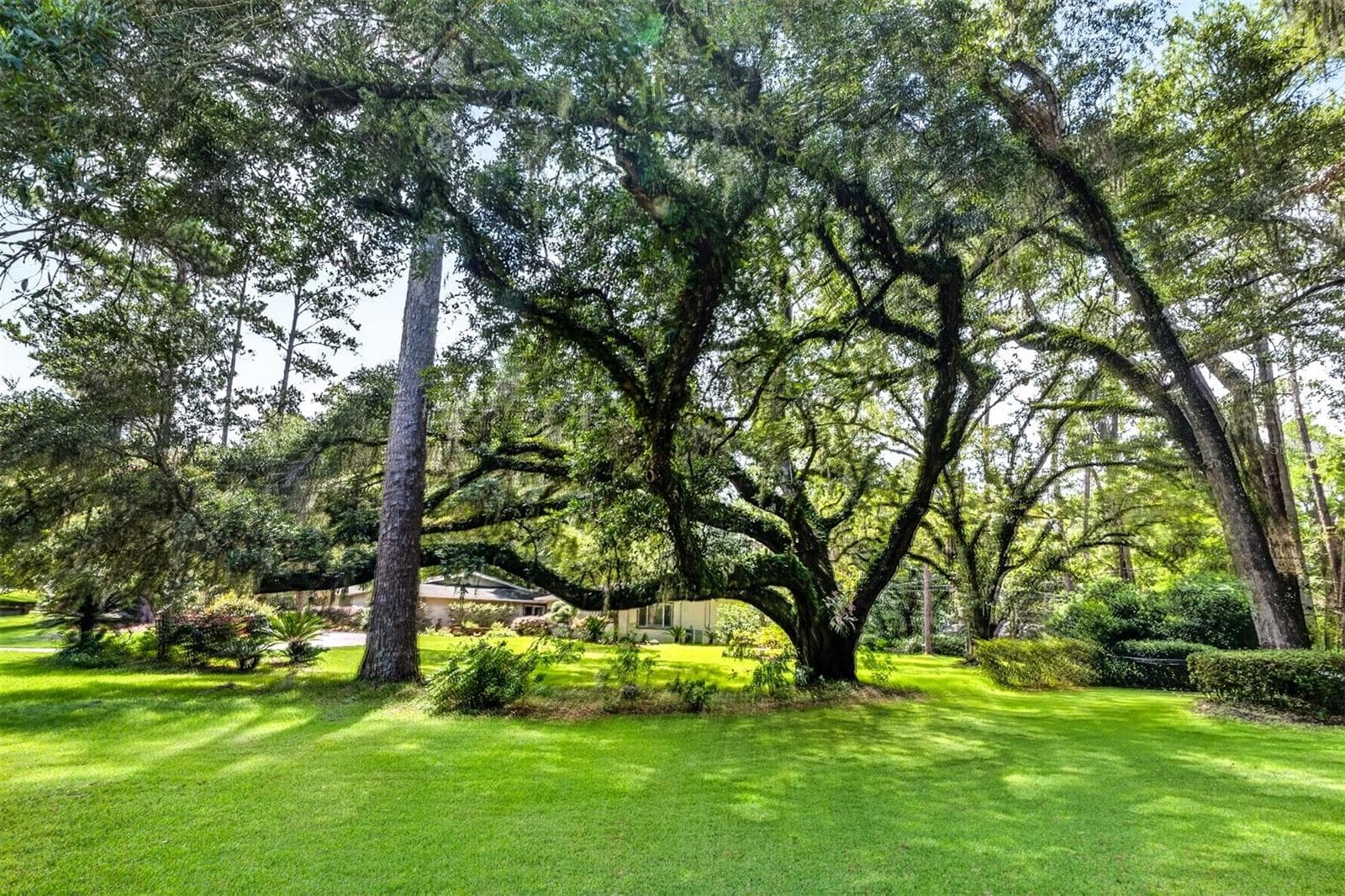 Amazing Live Oak Tree - 11101 NW 12TH PL, GAINESVILLE