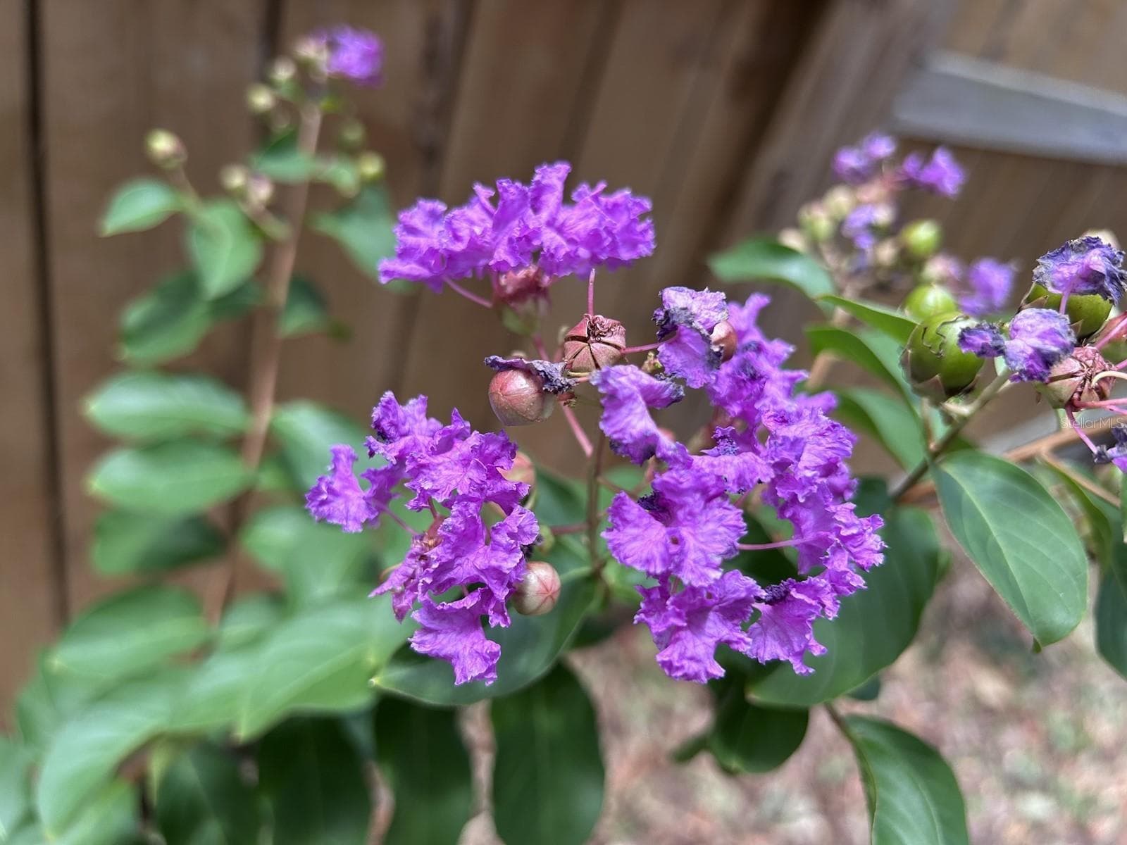 Florida friendly landscaping - 1625 ABRAMS RD, EUSTIS