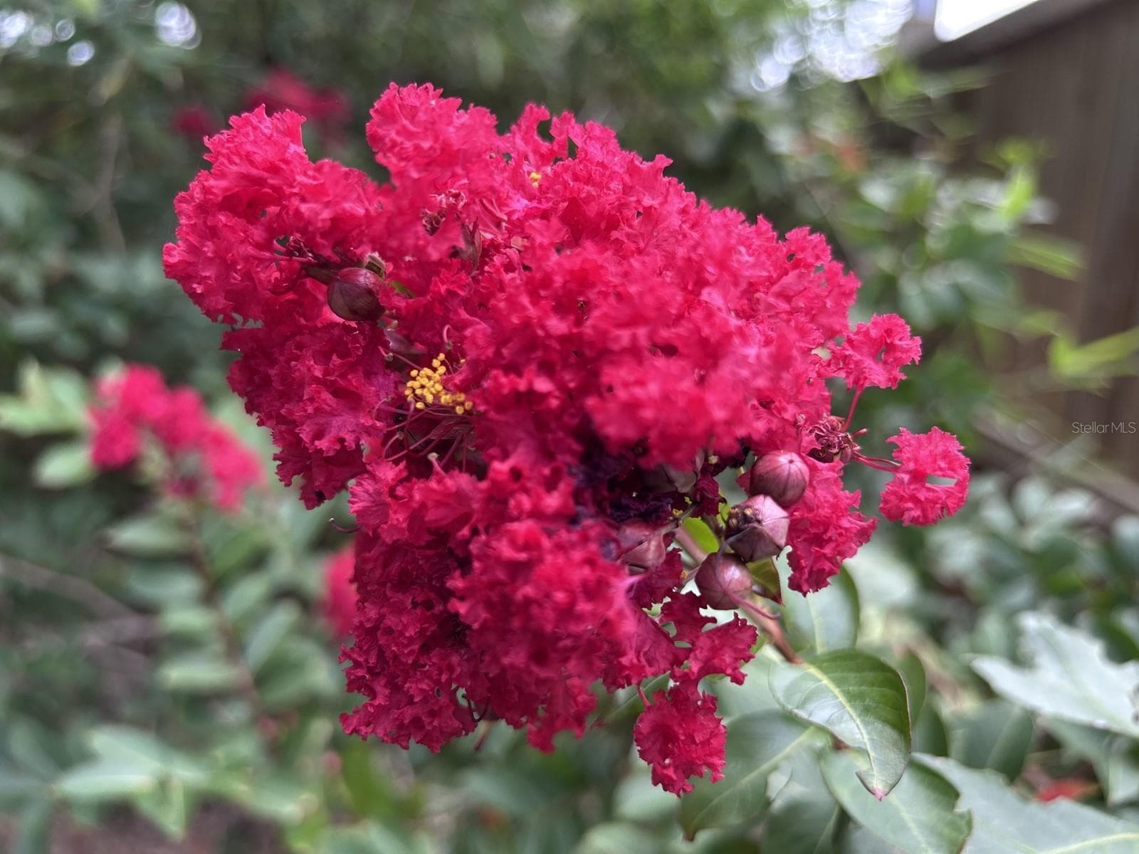 Florida friendly landscaping - 1625 ABRAMS RD, EUSTIS