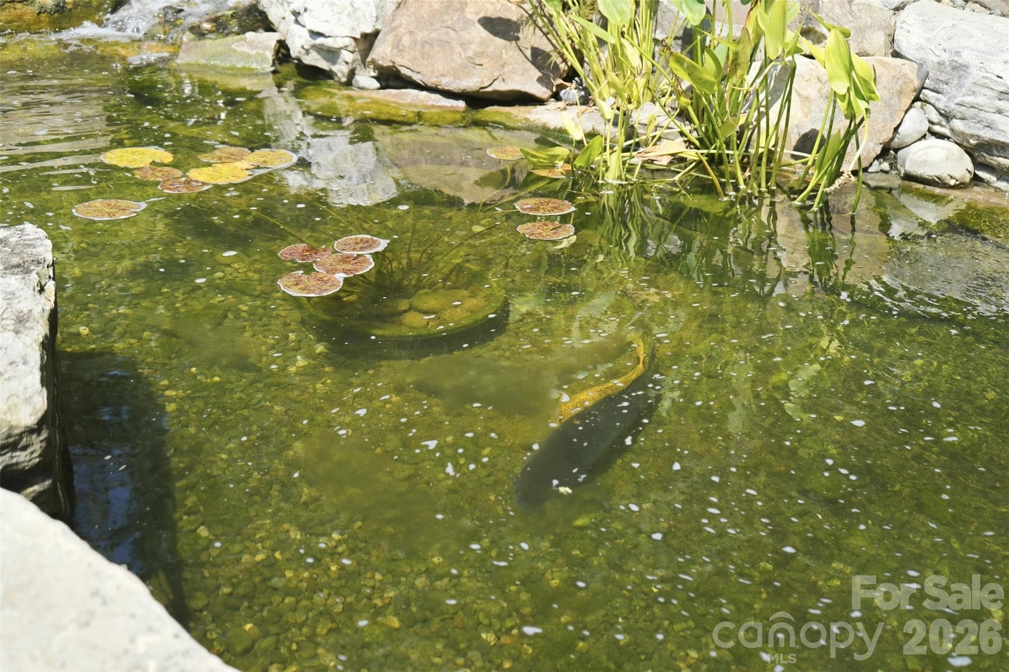 Backyard featuring Water Feature w/ Koi pond & wooded privacy - 1206 Delaney Drive, Weddington
