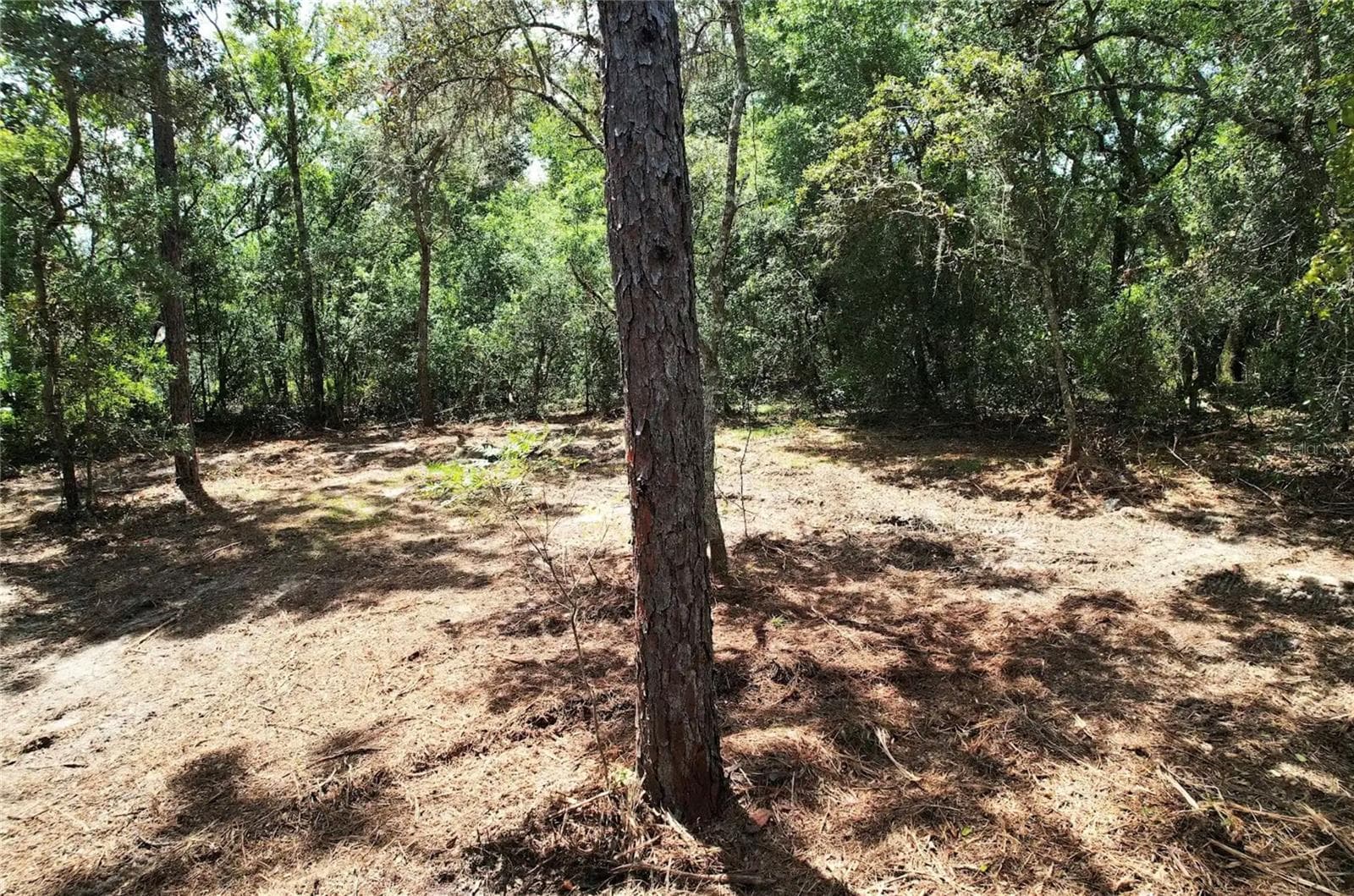Land at 3094 E SCOFIELD ST, INVERNESS, photo 6 of 7
