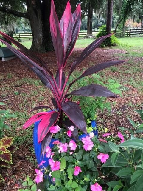Farm at 12550 SW 16TH AVE, OCALA, photo 50 of 51