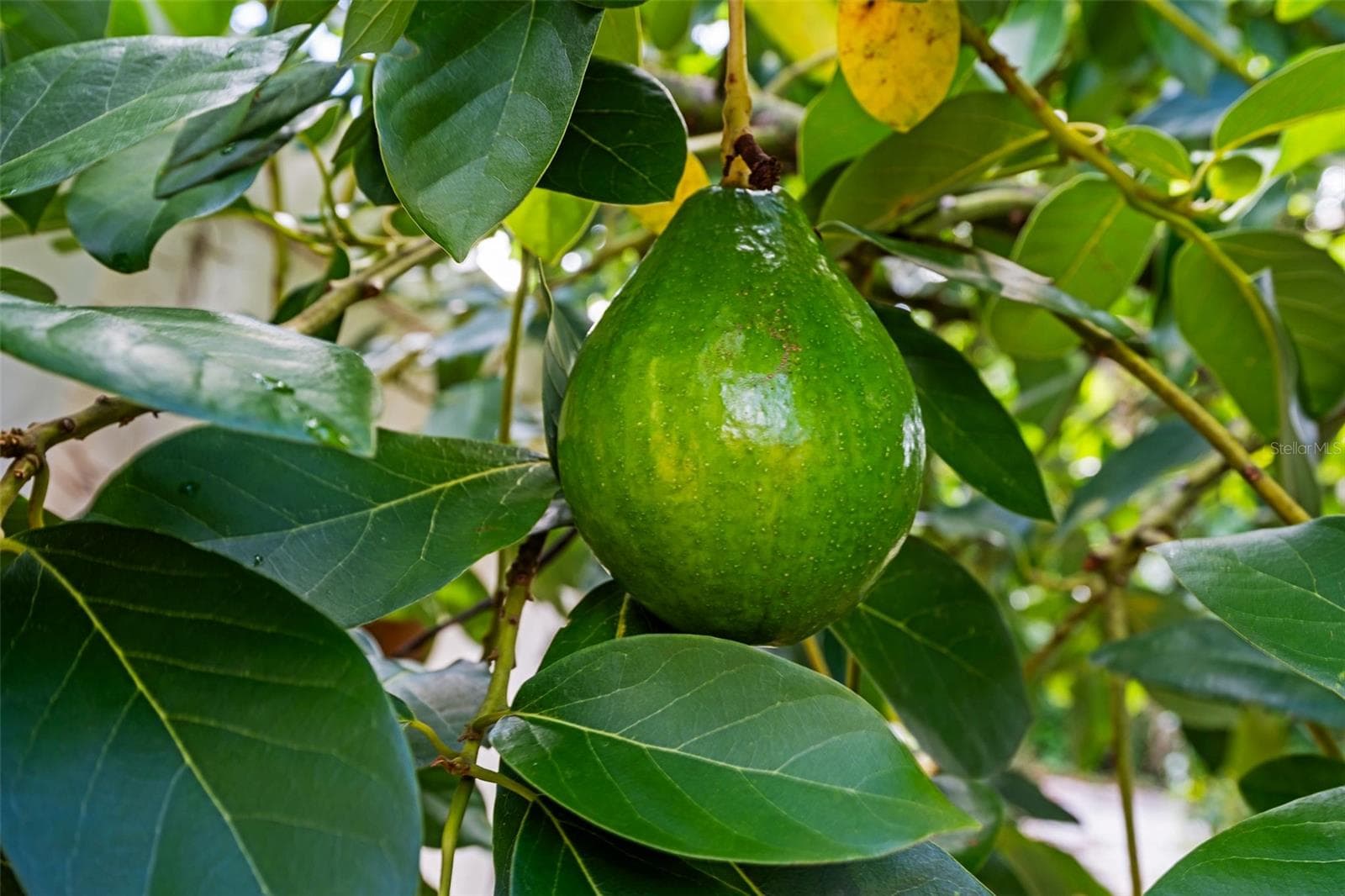 AVOCADOS TREES - 1835 15TH AVE S, ST PETERSBURG