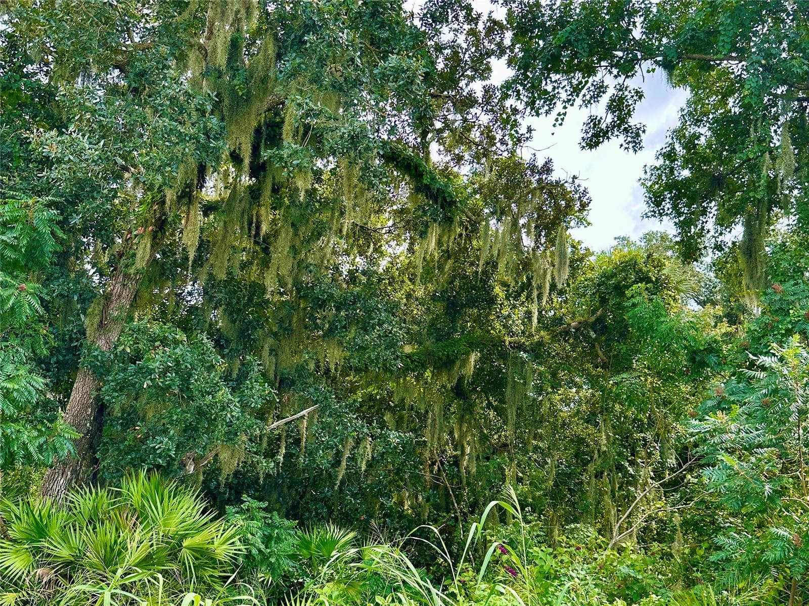 West Orange Trail/Conservation Area directly behind the home - 2333 FARNHAM DR, OCOEE