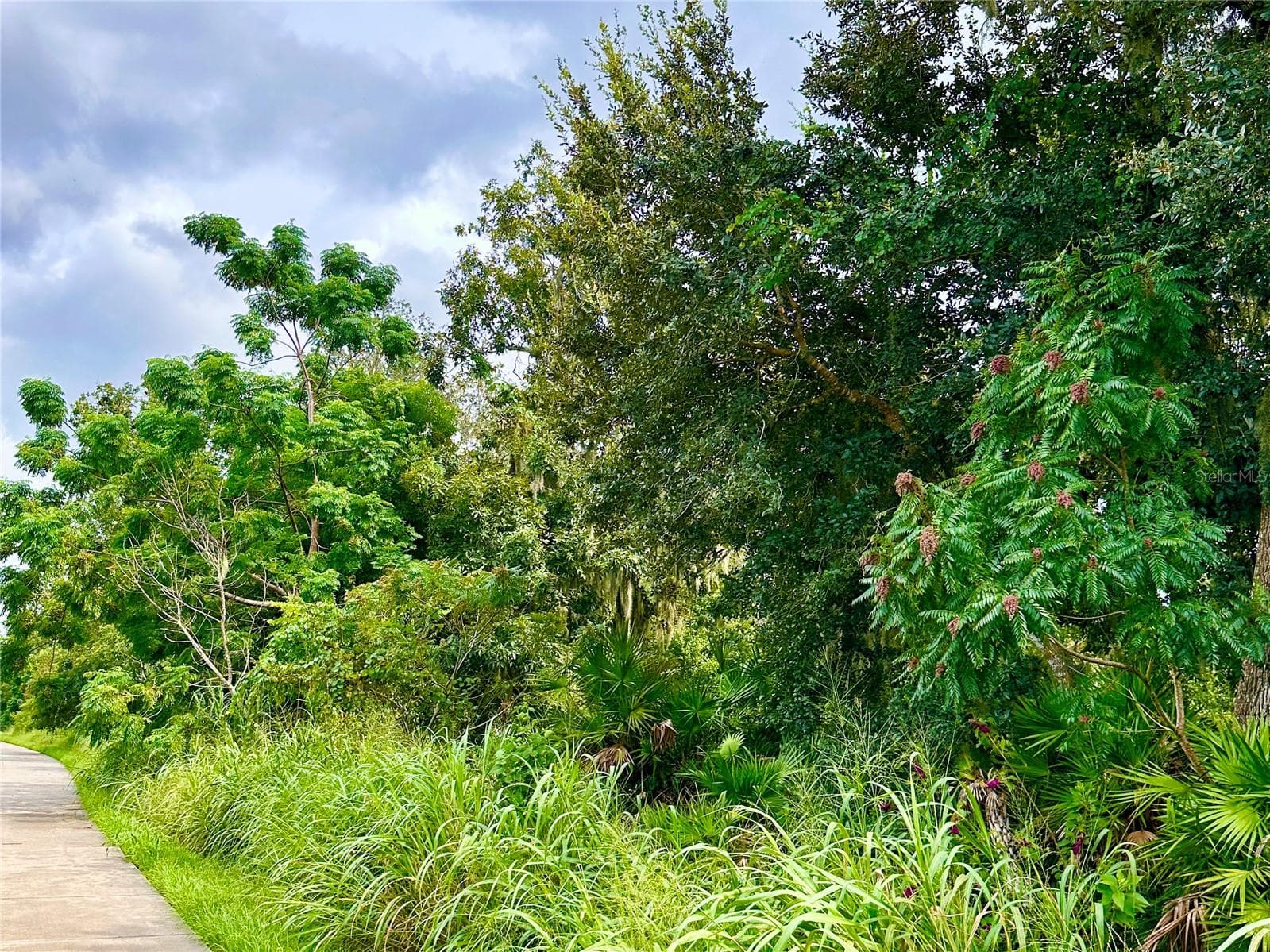 West Orange Trail/Conservation Area directly behind the home - 2333 FARNHAM DR, OCOEE