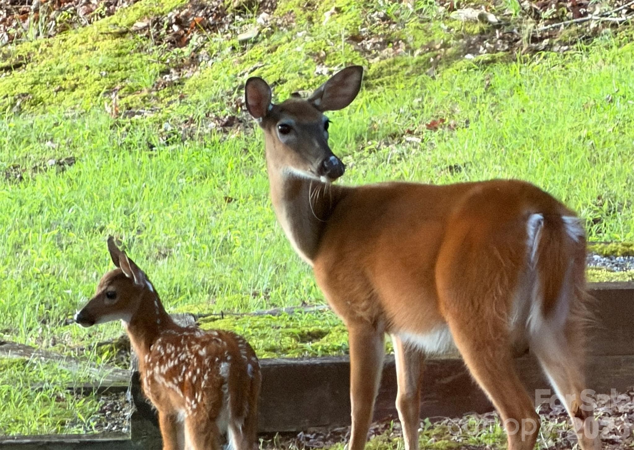 Wildlife spotted on the property - 111 Kanunu Court, Brevard