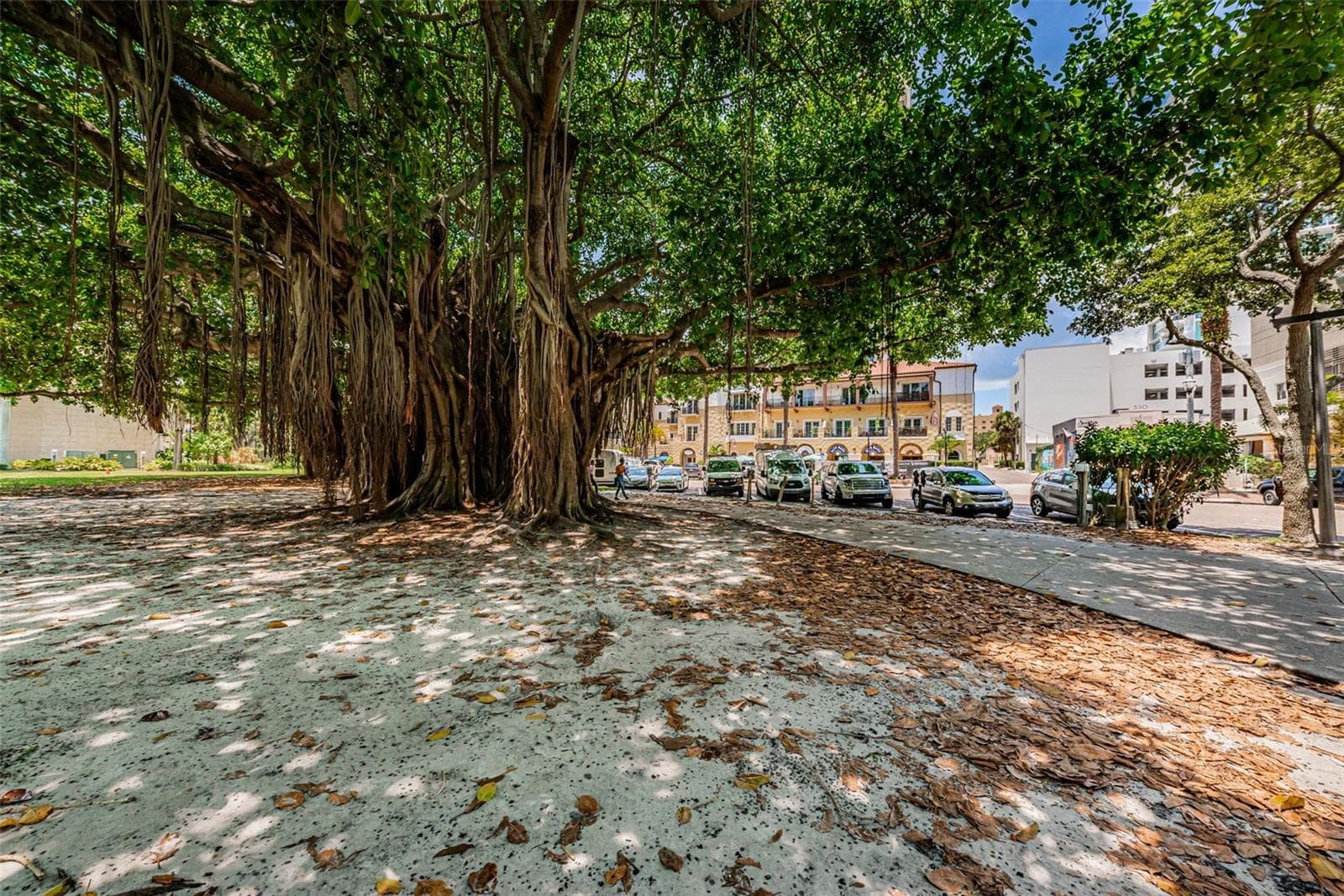 The beloved Banyan Trees in Downtown St. Pete (Straub Park) - 700 BEACH DR NE #308, ST PETERSBURG