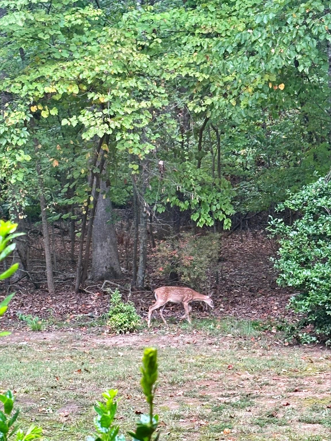 Deer on property - Sept 2026 - 3426 Driftwood Drive, Gastonia