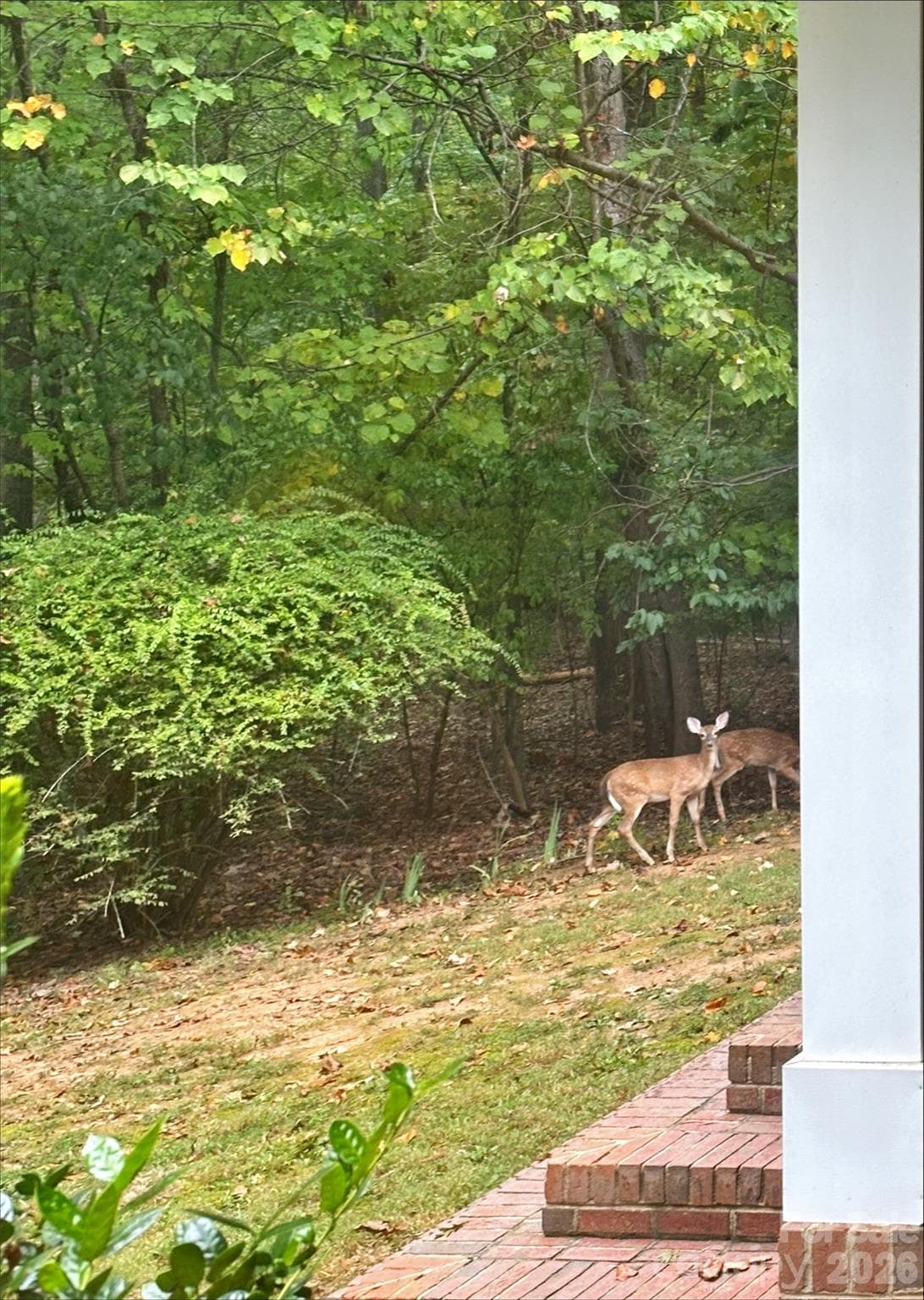 Deer on property - Sept 2026 - 3426 Driftwood Drive, Gastonia