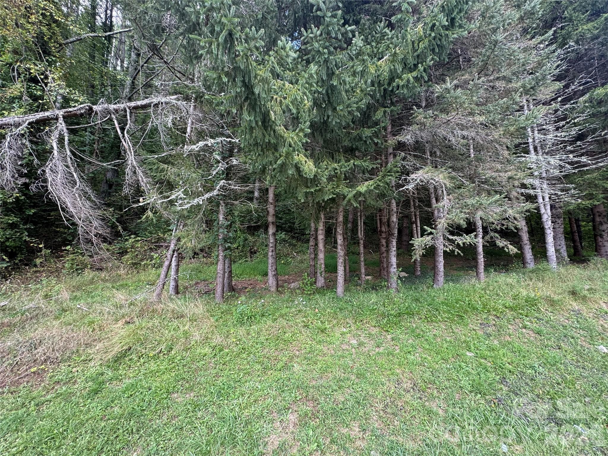 Acreage at 000 Puncheon Fork Road, Mars Hill, photo 8 of 19