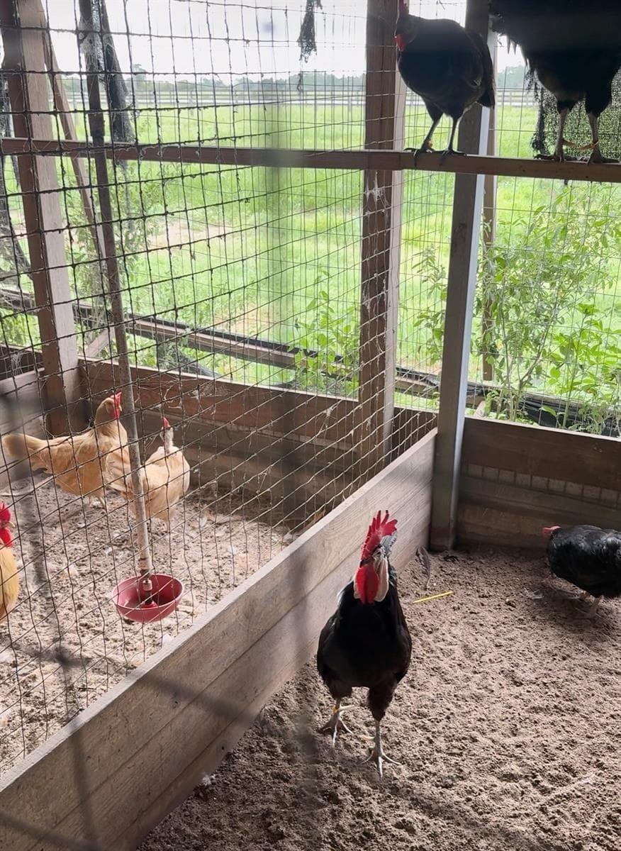 Chicken Coop - 8235 STATE ROAD 64 W, ONA