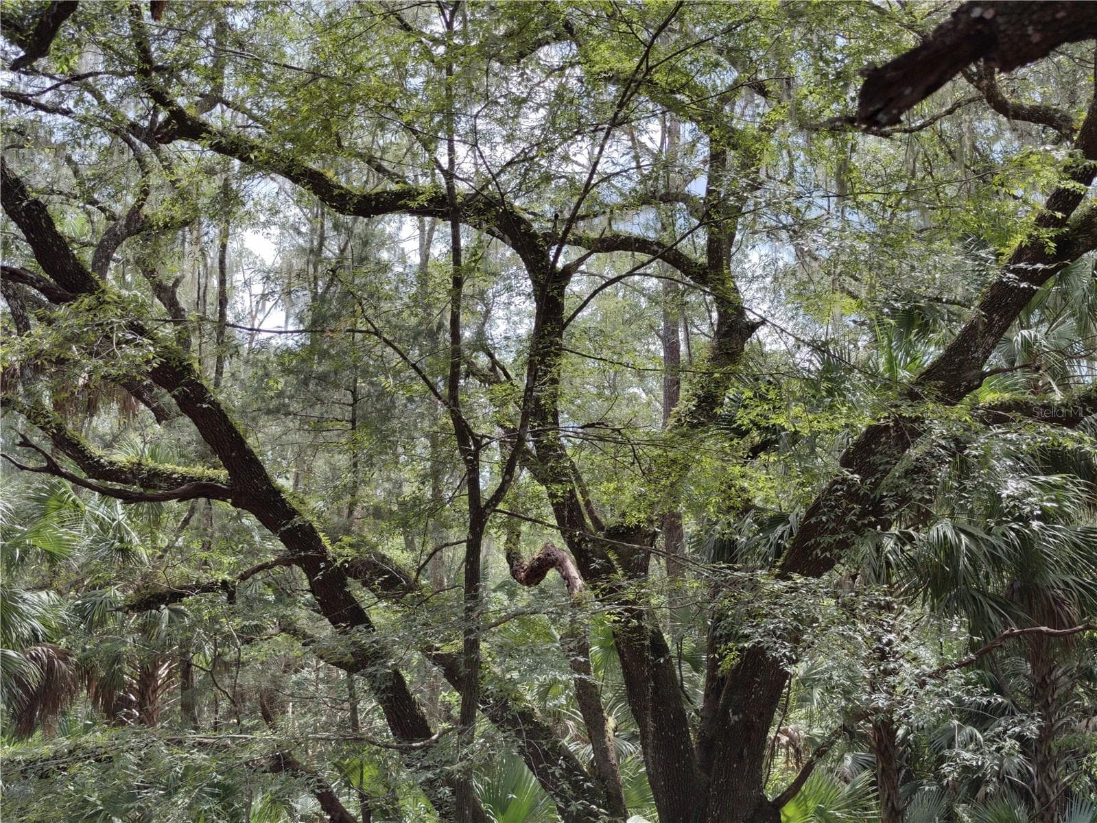 Land at 302 NE BAY AVE, MICANOPY, photo 6 of 13