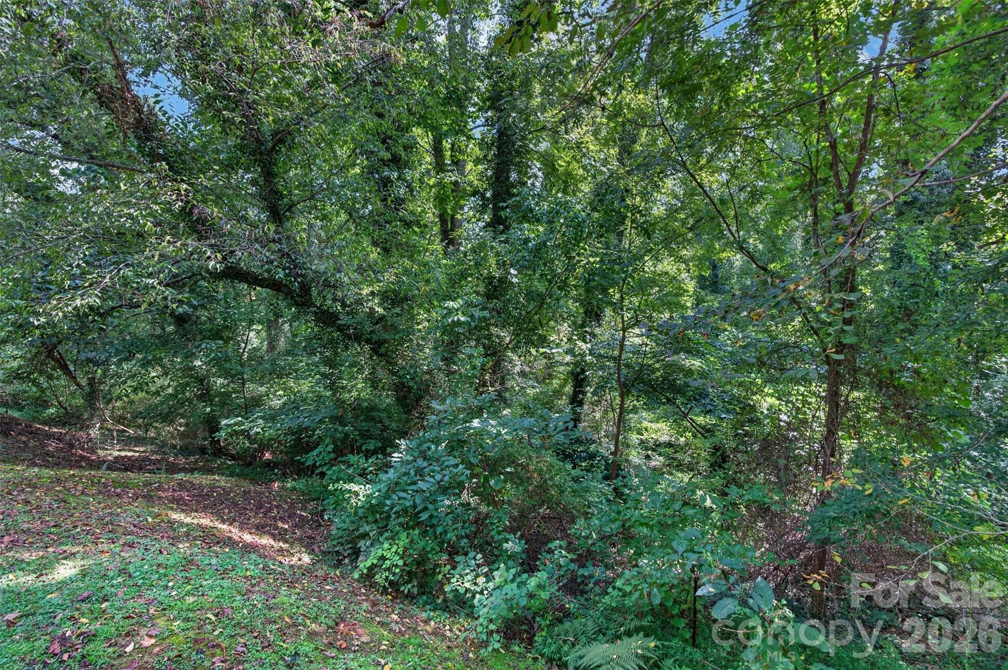 Wooded back side of property - buyer to explore & verify possibilities - 134 Shelburne Road, Asheville