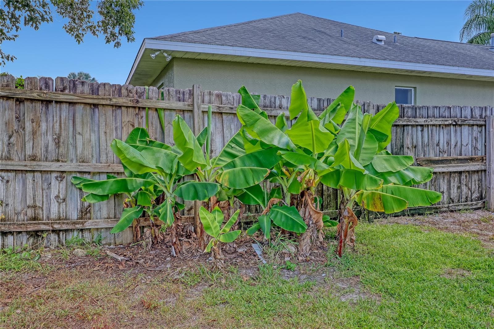banana Trees - 4373 FLETCHER LN, TITUSVILLE
