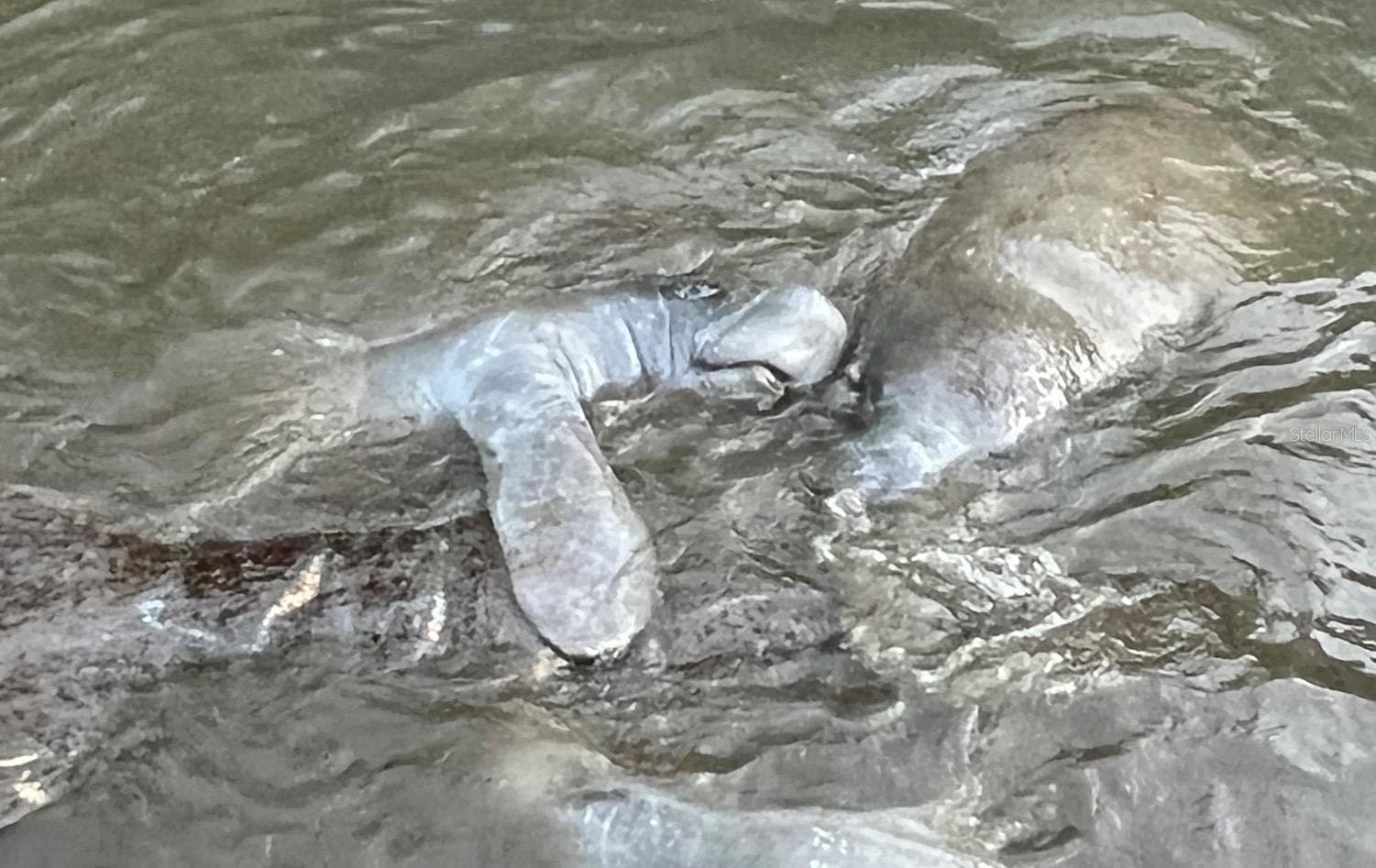 Manatees at the South Marina! - 4750 GULF OF MEXICO DR #Villa 8, LONGBOAT KEY