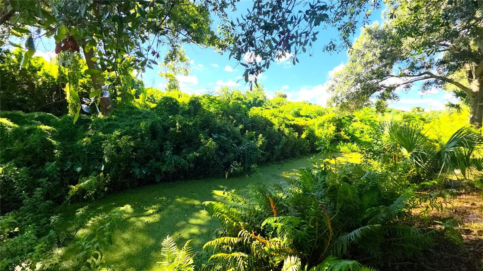 Small creek way in the backyard. - 2529 INDIGO DR, DUNEDIN