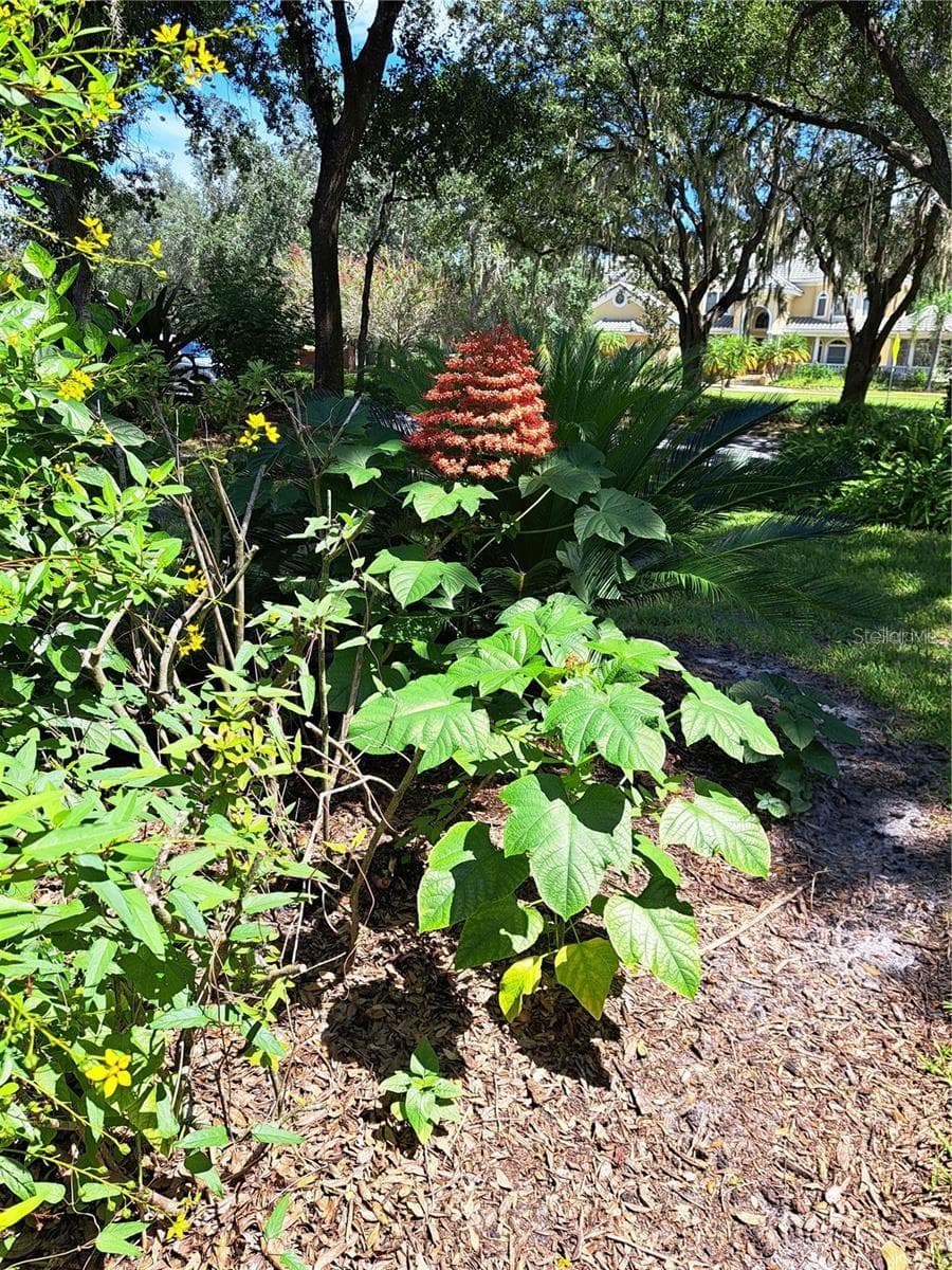 Back porch garden - 5316 LOCHMEAD TER, ZEPHYRHILLS