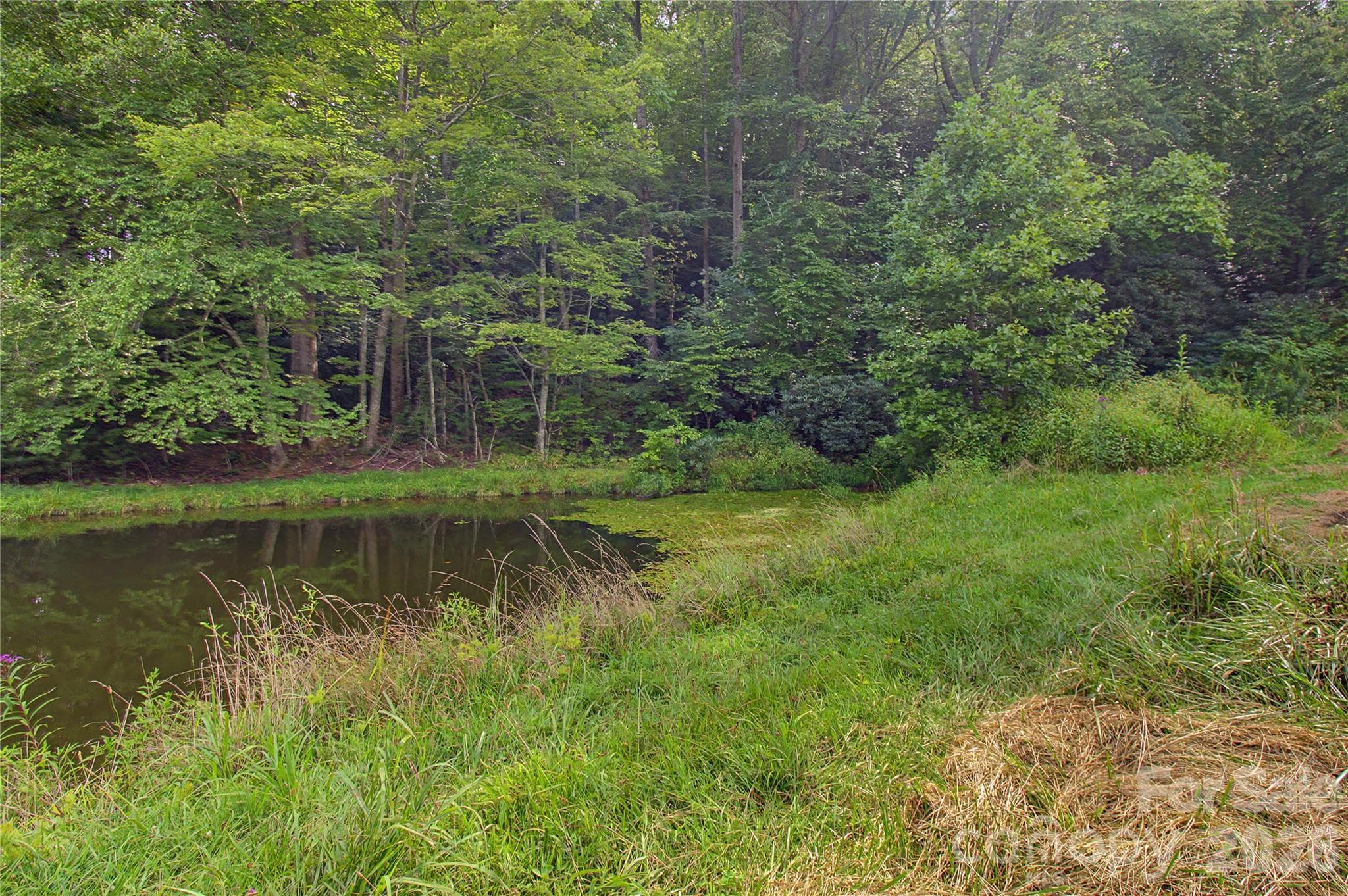 Pond stocked with Blue Gill - 00000 Whippoorwill Lane, Leicester