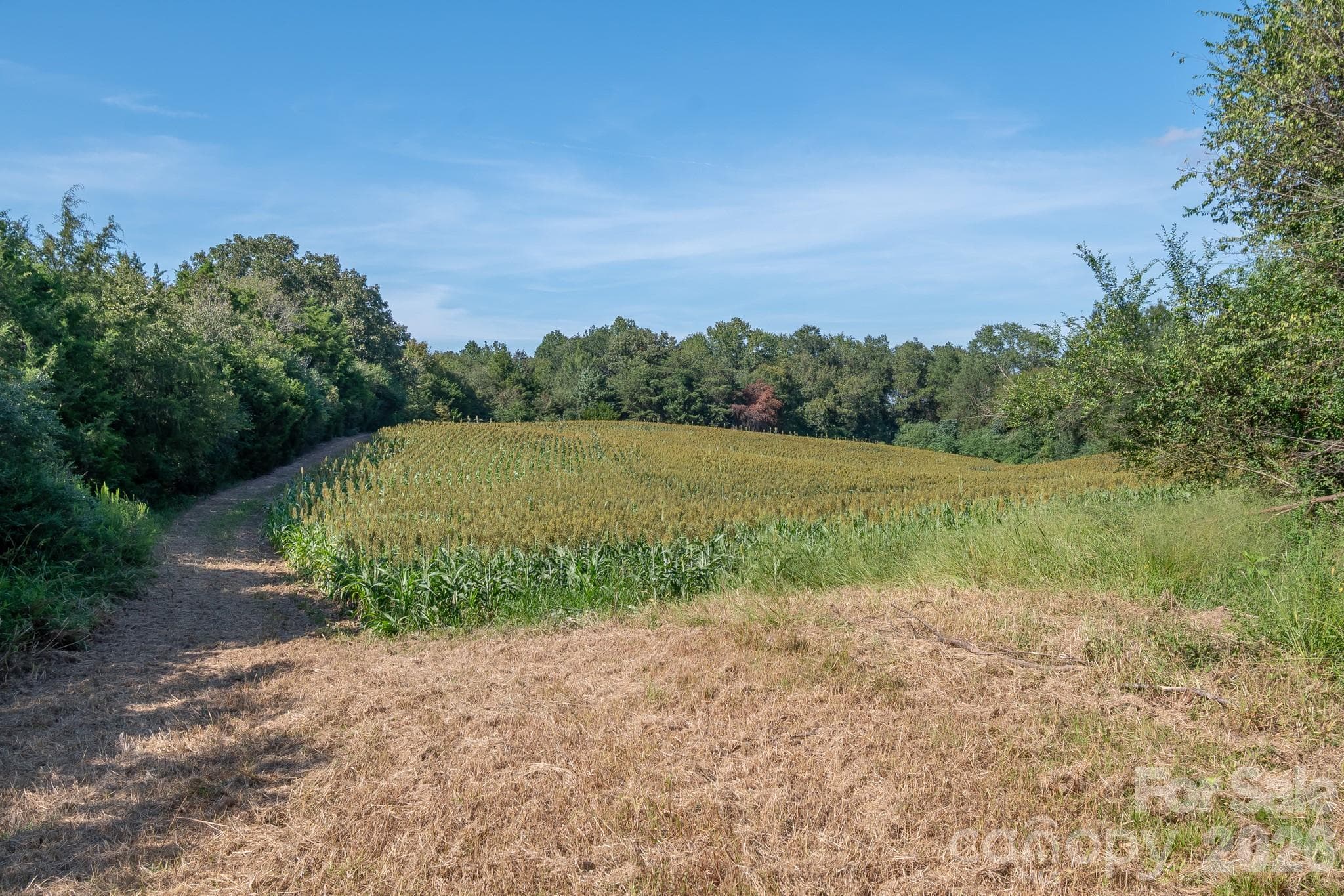 Acreage at 589 Bill Curlee Road, Polkton, photo 27 of 42