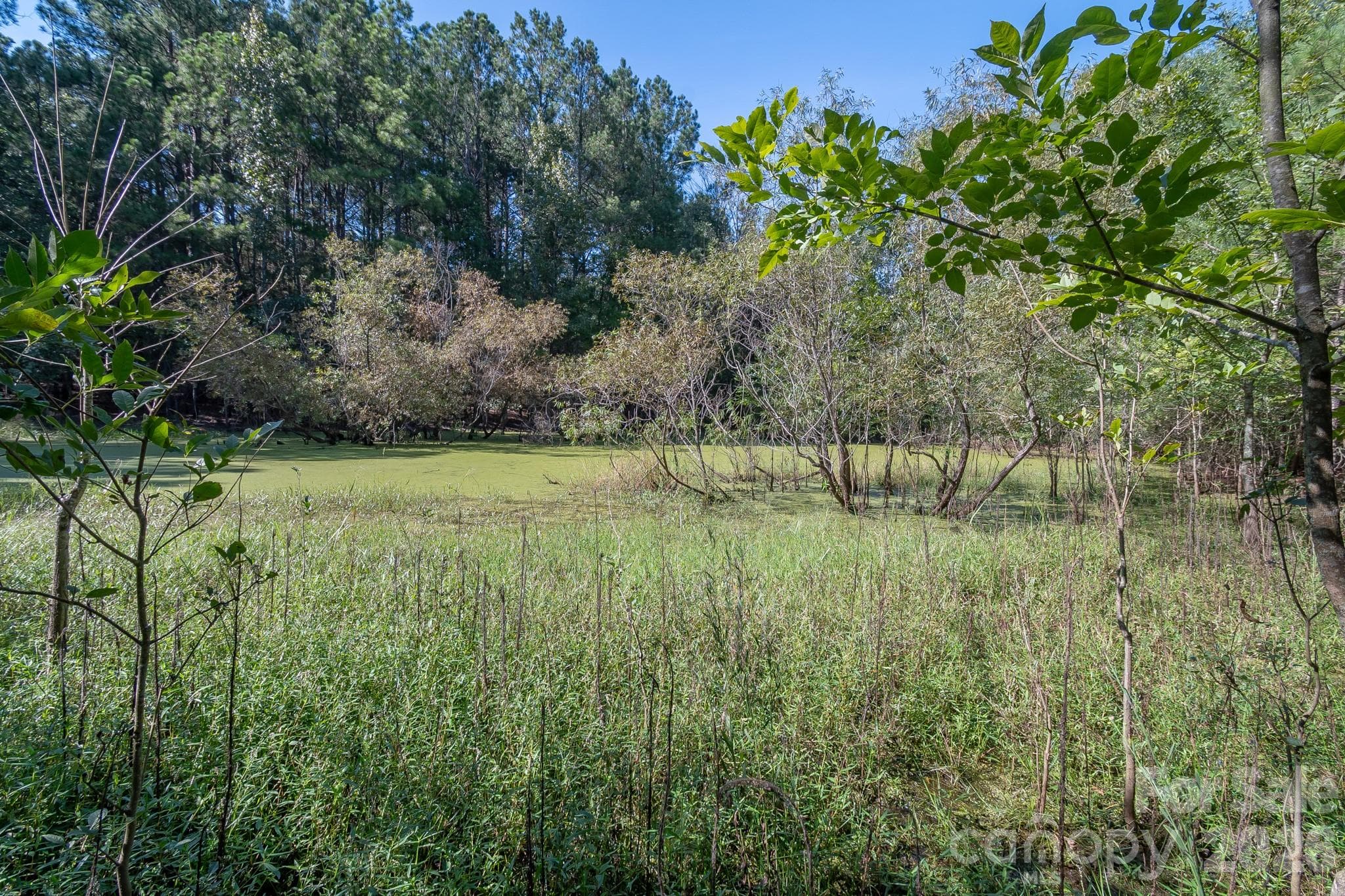 Acreage at 589 Bill Curlee Road, Polkton, photo 28 of 42