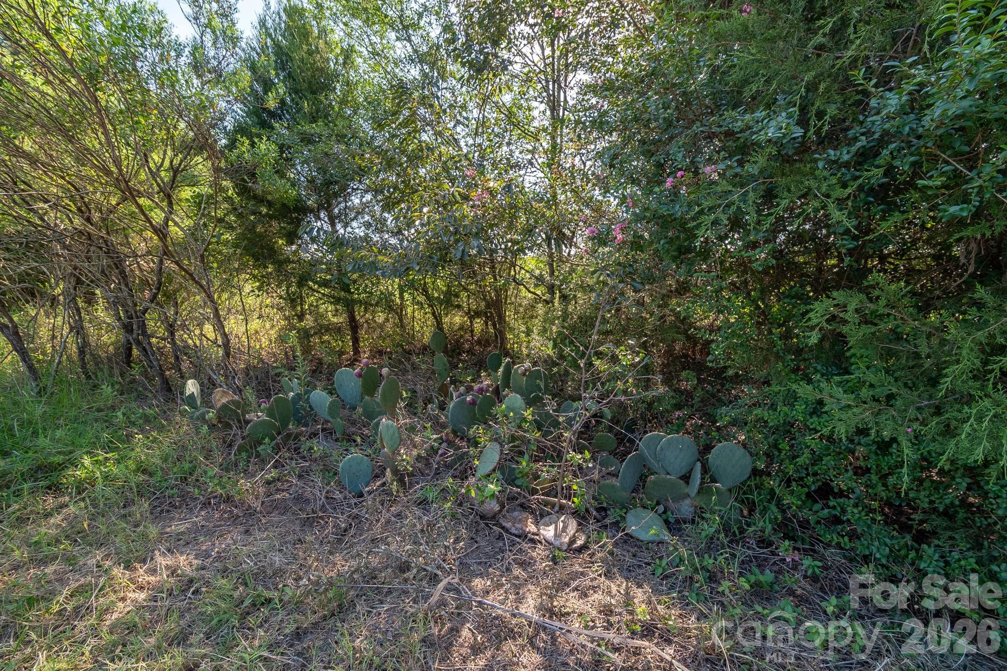 Acreage at 589 Bill Curlee Road, Polkton, photo 32 of 42