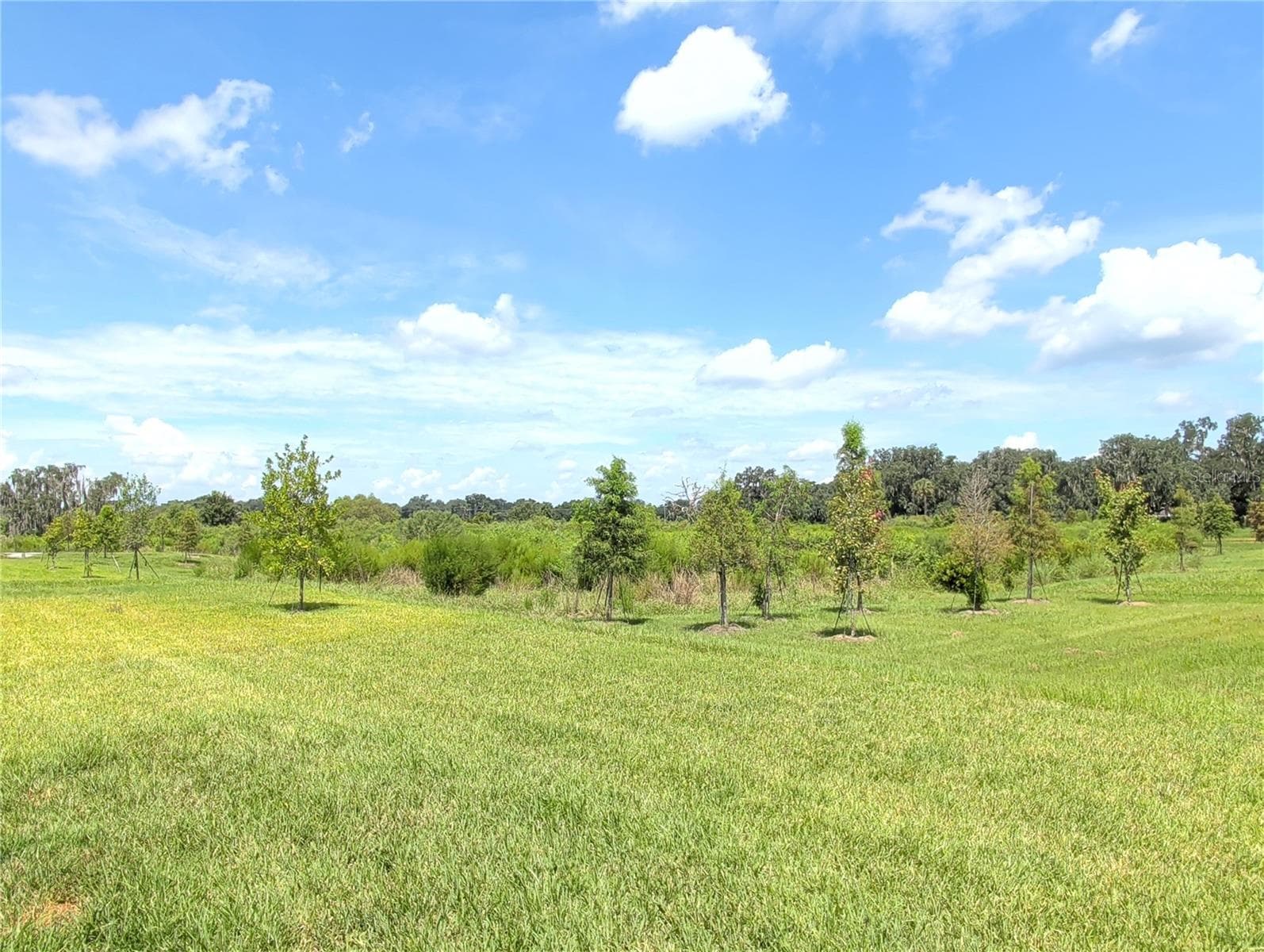 Conservation Area - 4057 WESTWOOD FIELDS LOOP, PLANT CITY