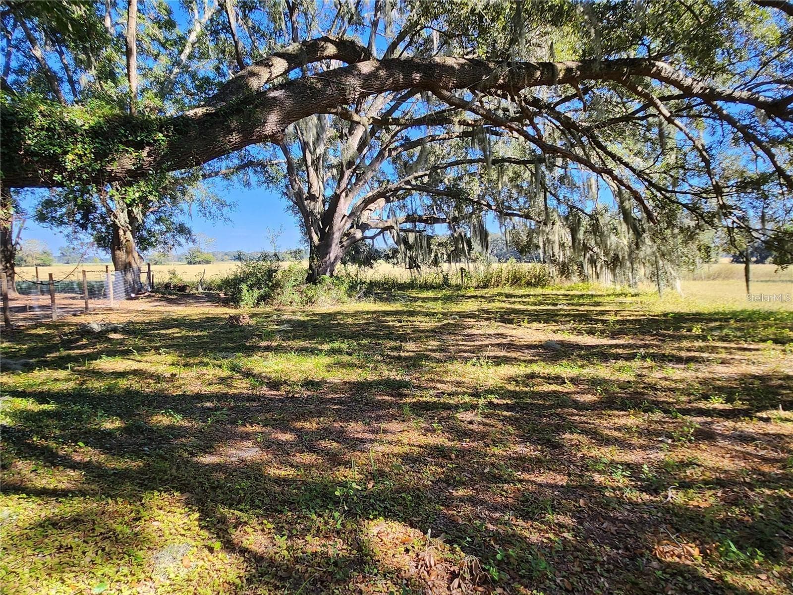 View from Inside the Lot Facing East - TBD SW 175 CT, DUNNELLON