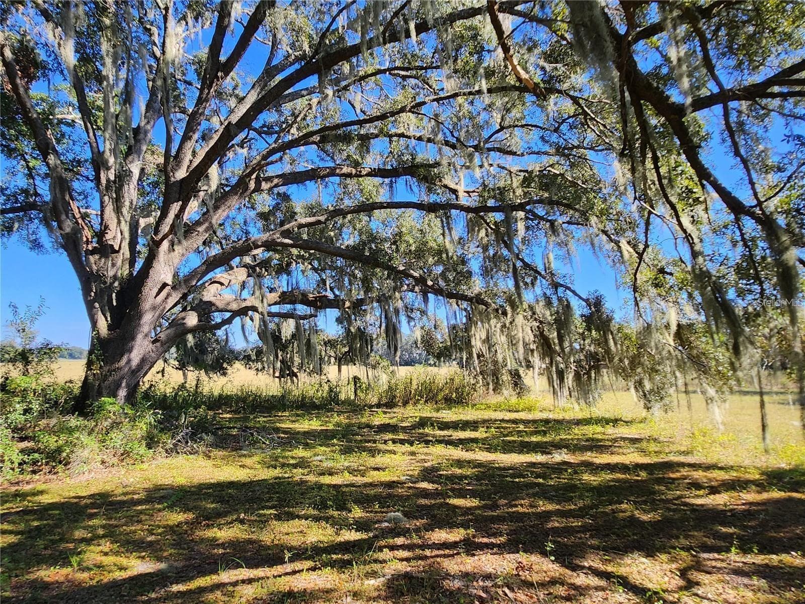 View from Inside the Lot - TBD SW 175 CT, DUNNELLON