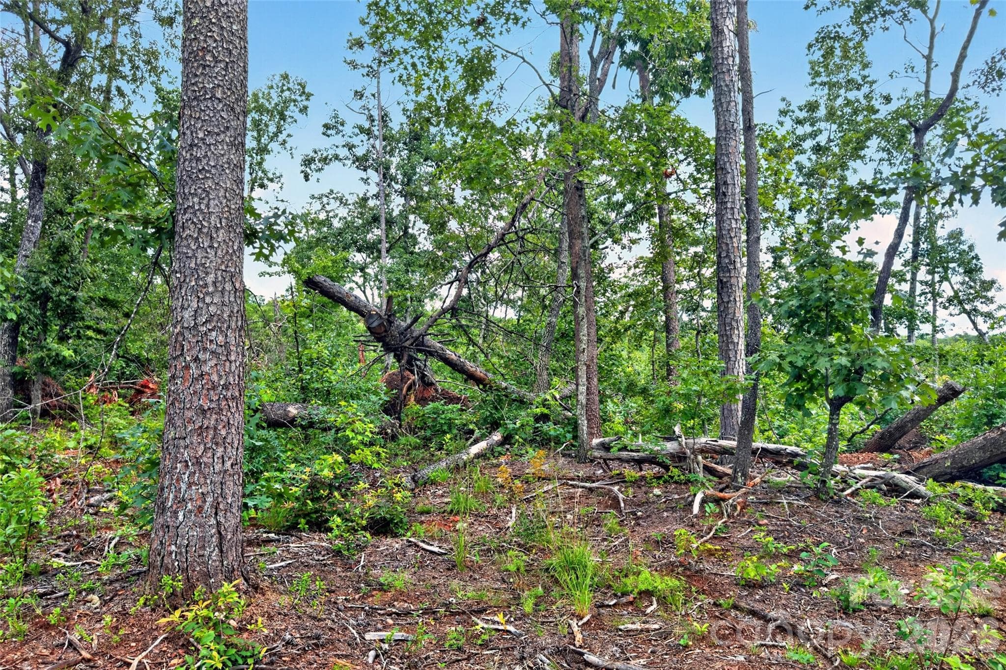 Acreage at TBD Boland Drive, Lake Lure, photo 22 of 30