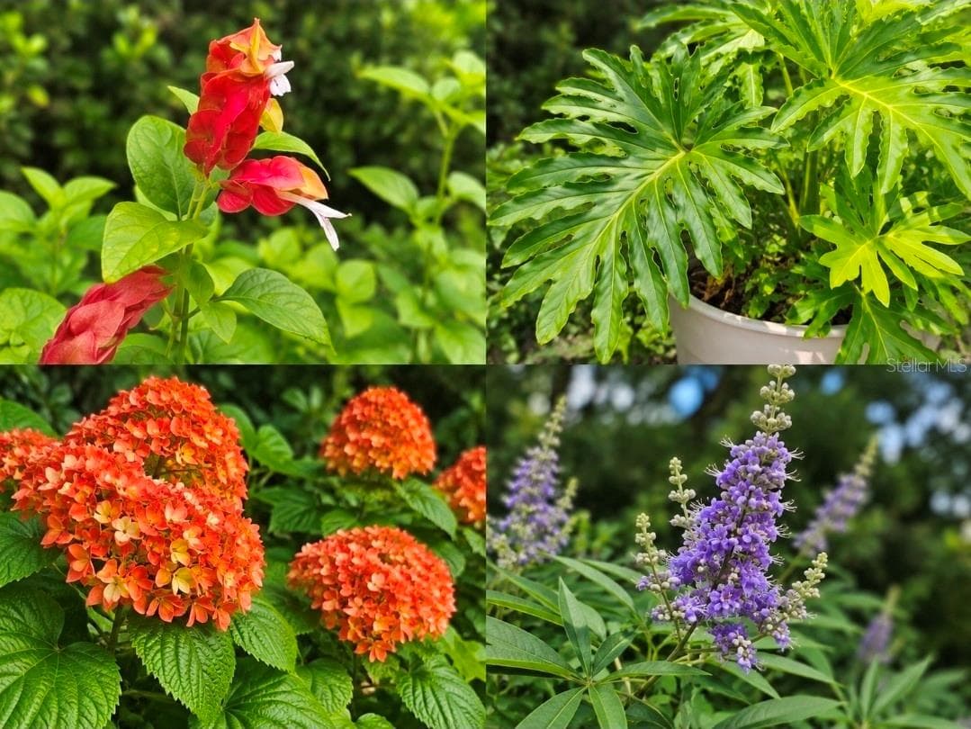 blooming flowers - 9282 SW 109TH LN, OCALA