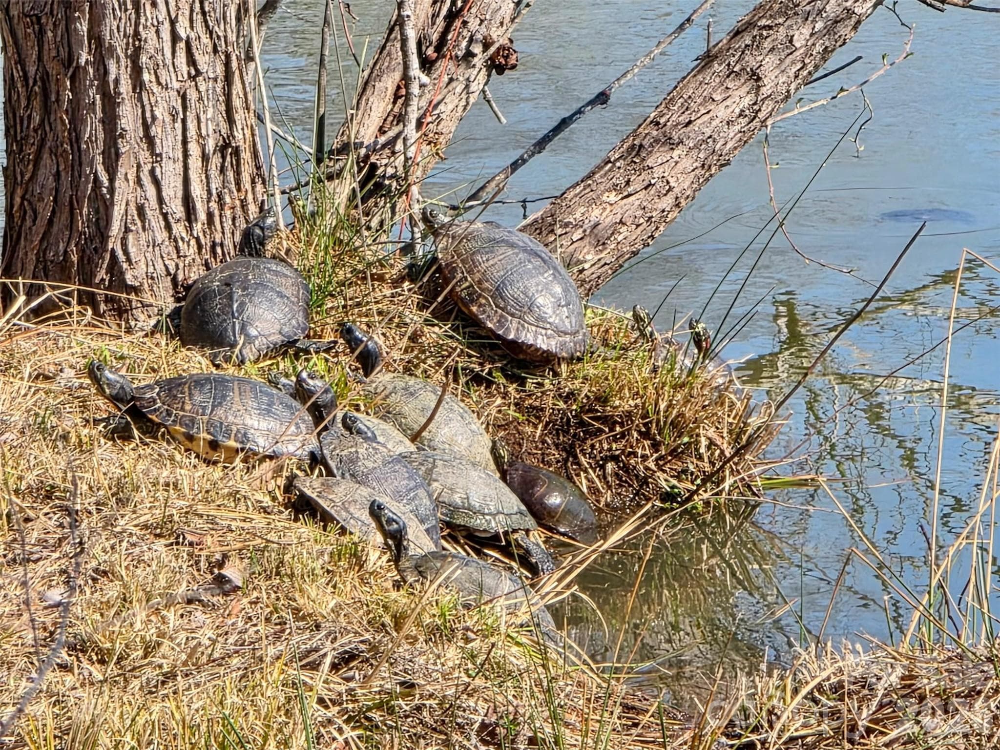 Turtles in Back Yard/Pond - Rock Hill