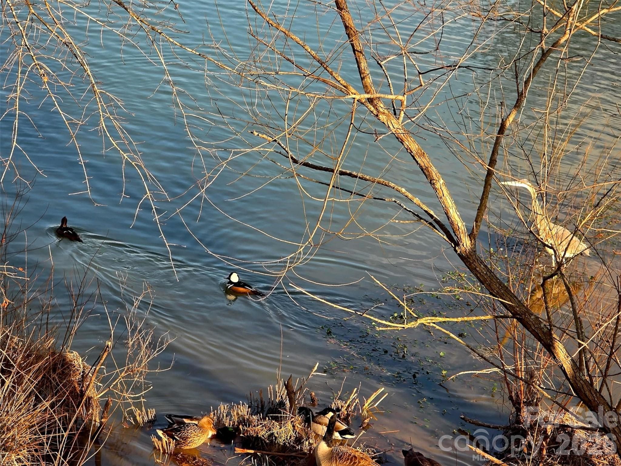 Bird Watching at the Pond - Rock Hill