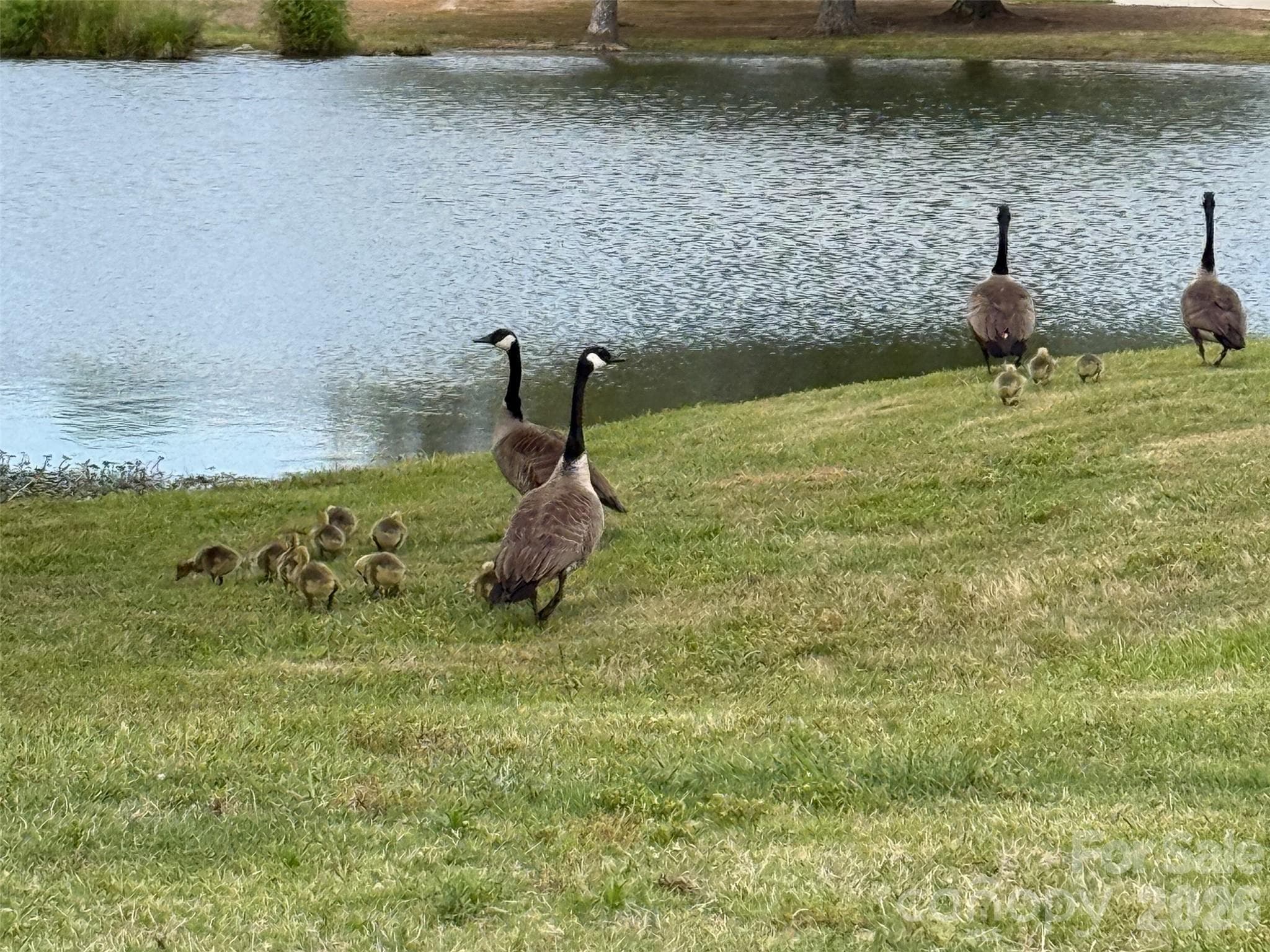 Gaggle of Geese by the Pond - Rock Hill