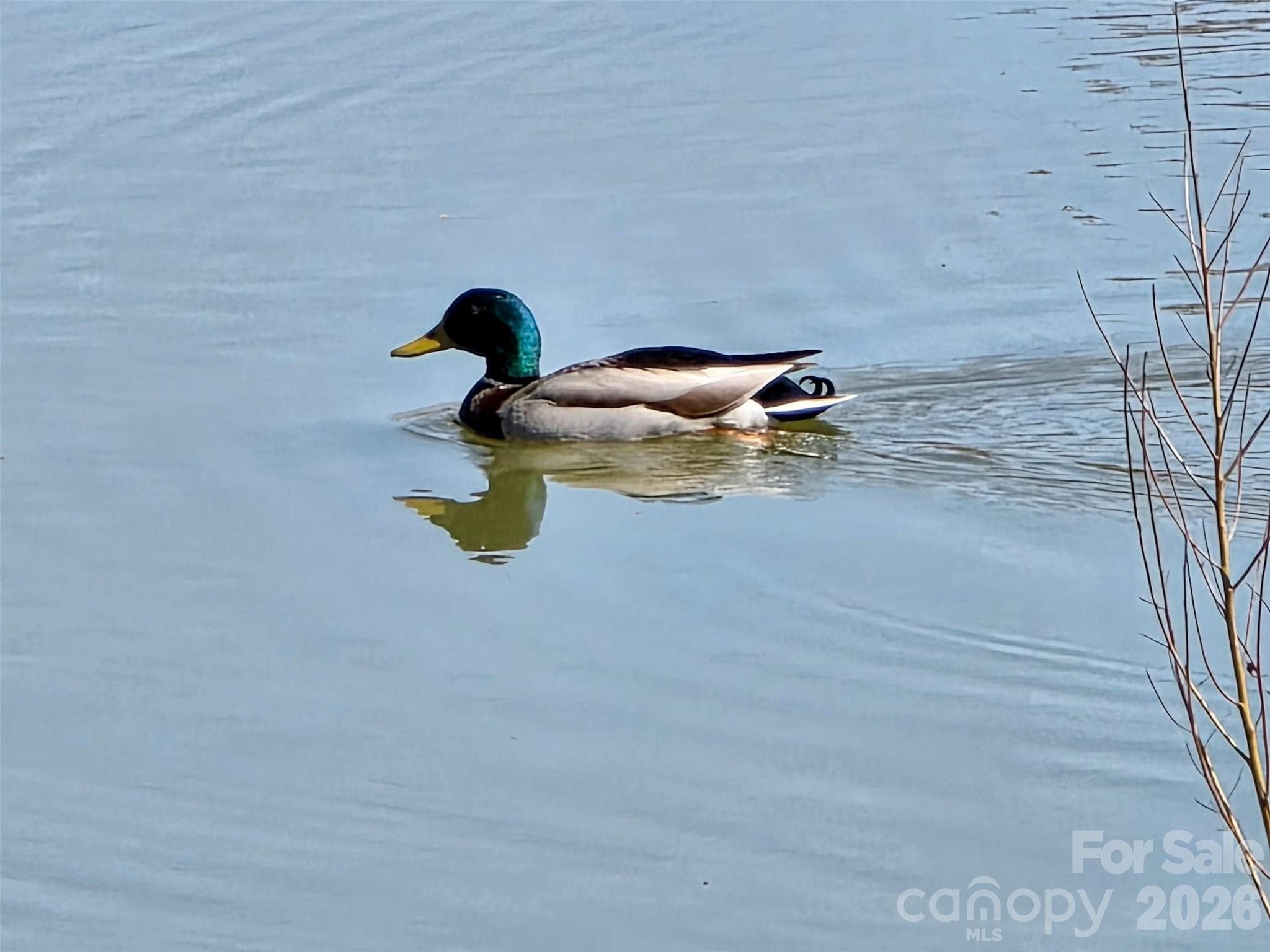 Mallard Duck in Pond - Rock Hill