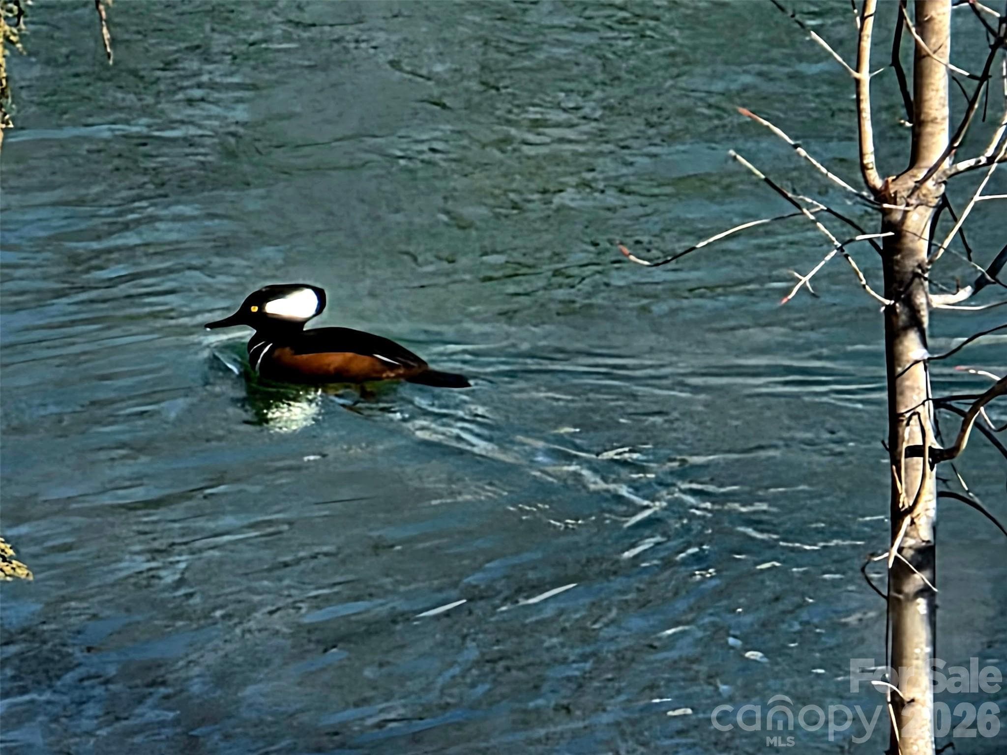 Hooded Merganser on the Pond - Rock Hill
