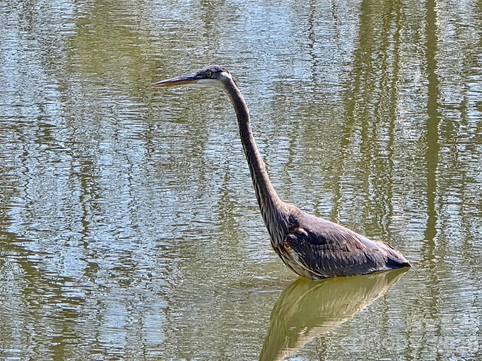 Blue Heron in the Pond - Rock Hill