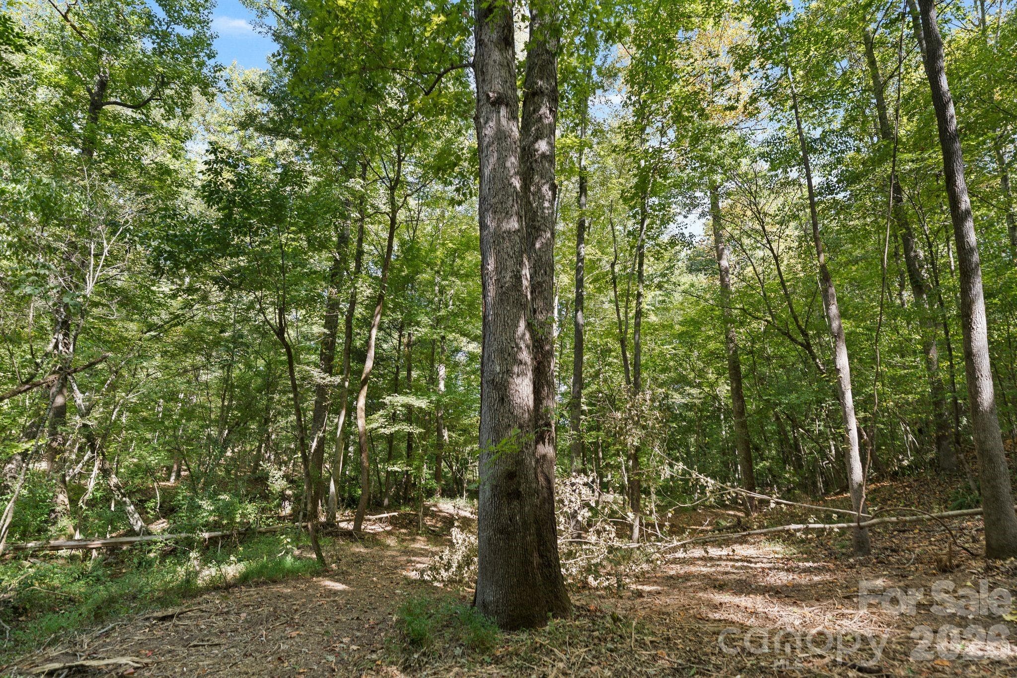 mature oaks throughout and other mixed timber - 630 Turkey Creek Ridge Road, York