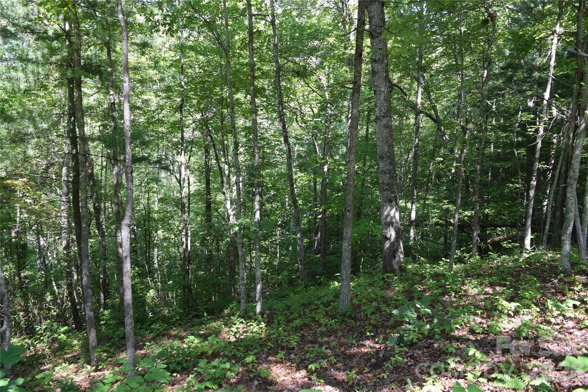 Lot 47, mid to late summer - TBD Preservation Trail, Sylva